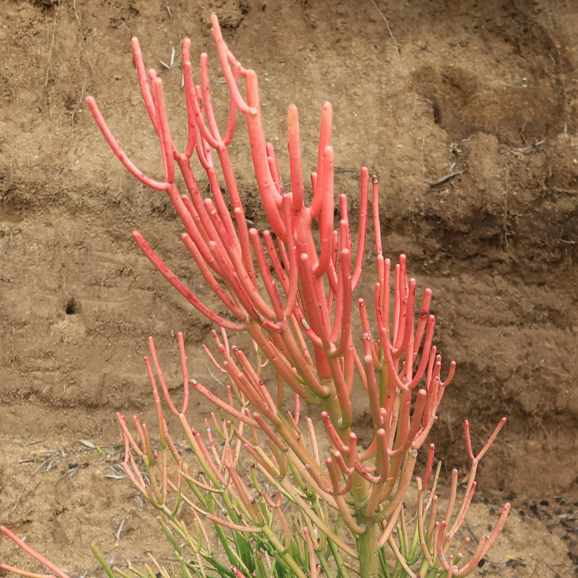 Pencil Cactus - Euphorbia tirucalli 'Firesticks'