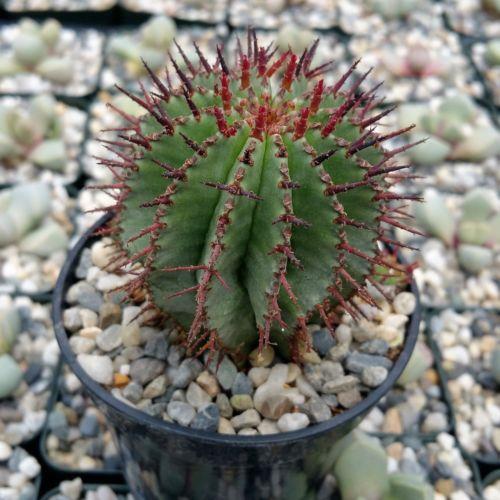 Milk Barrel Cactus ��Euphorbia cereiformis��