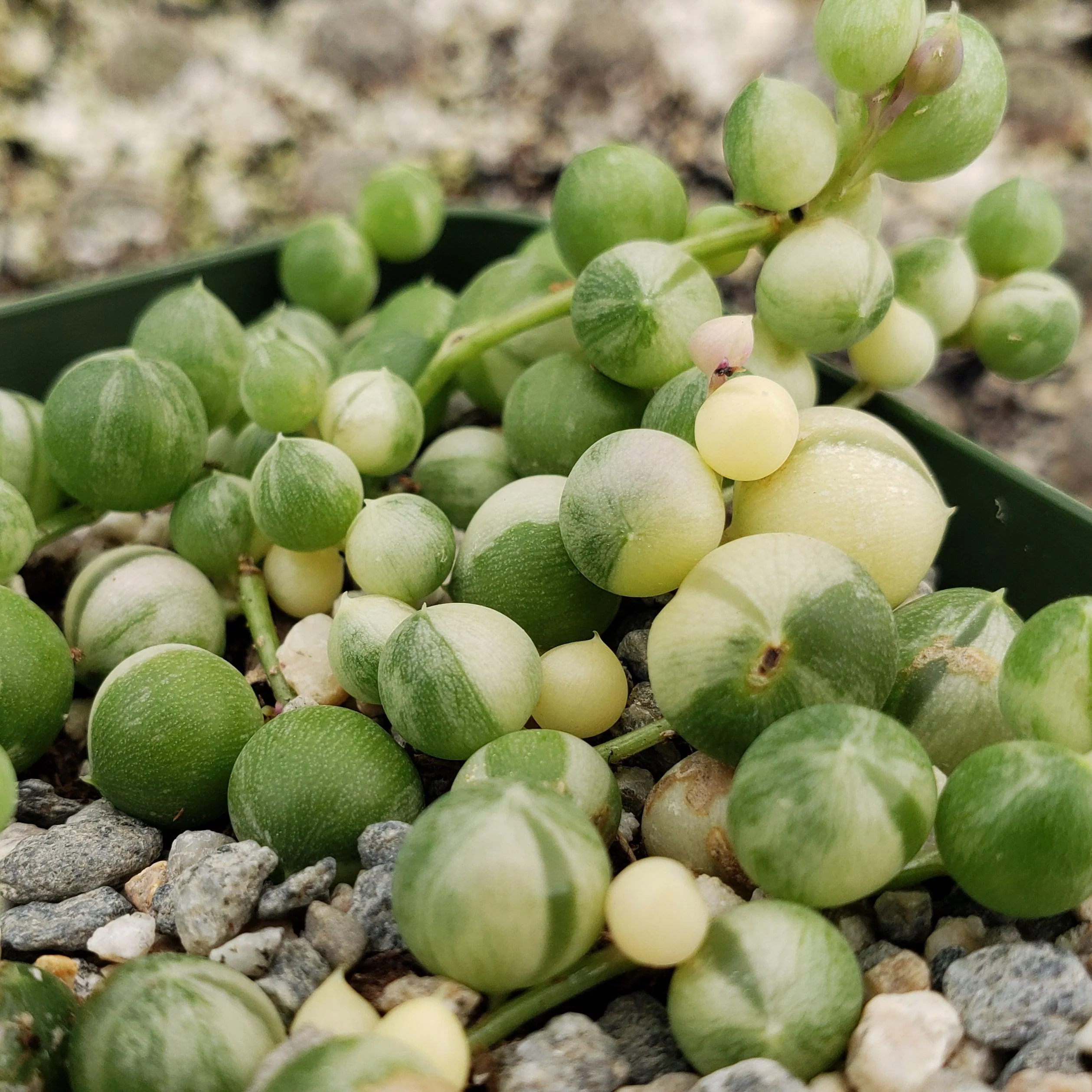 Variegated String of Pearls - Senecio Rowleyanus Variegated