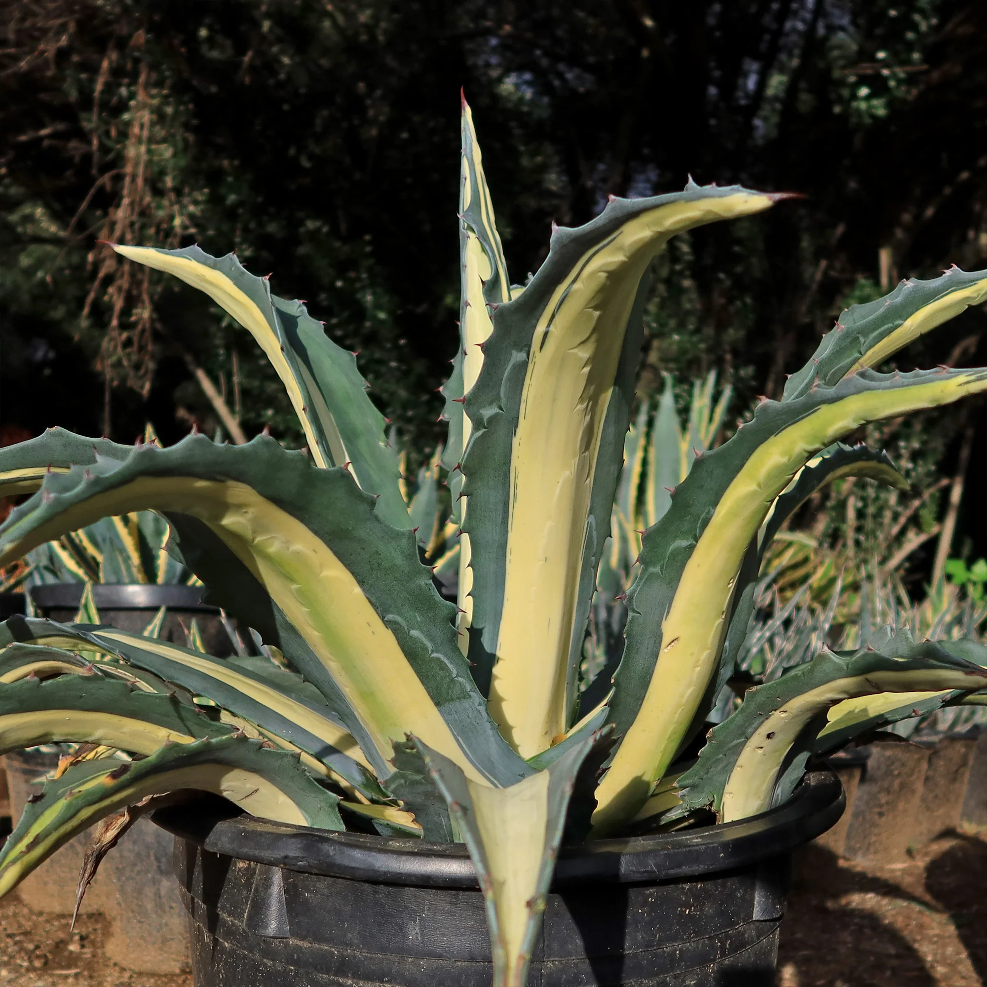 Agave mediopicta alba �C White Striped Century Plant