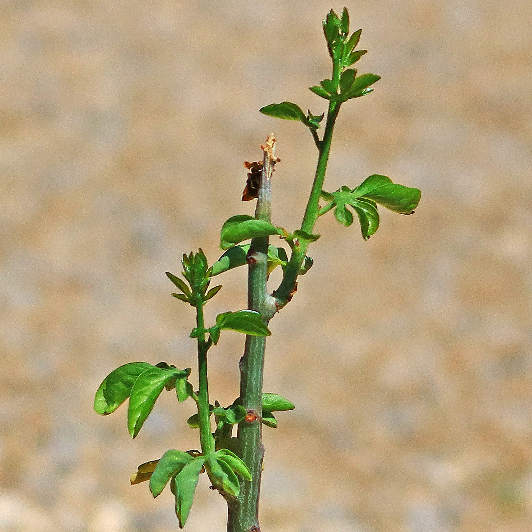 Adenia glauca