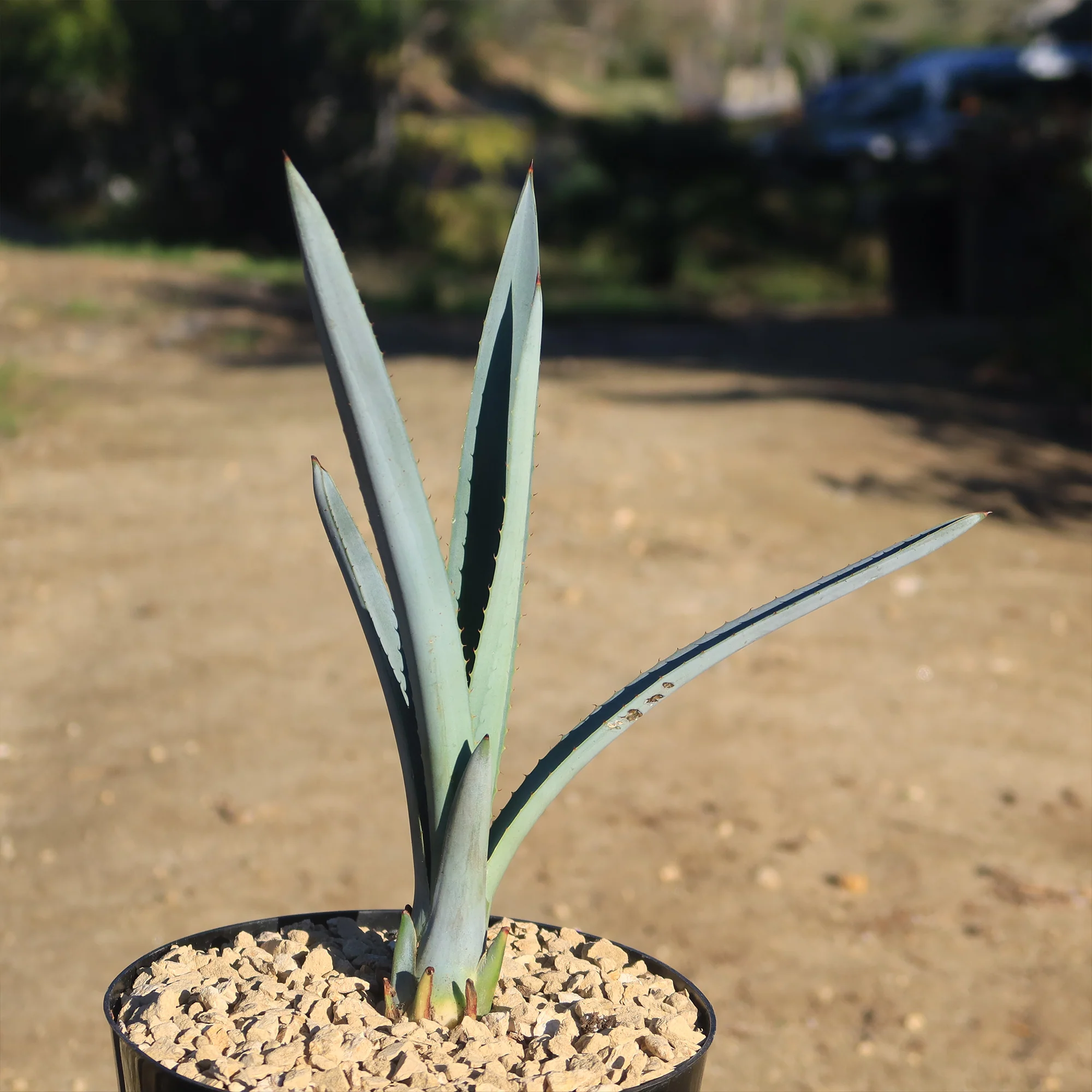 Blue agave - Agave Tequilana 'Tequila Plant'
