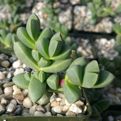 Corpuscularia lehmannii