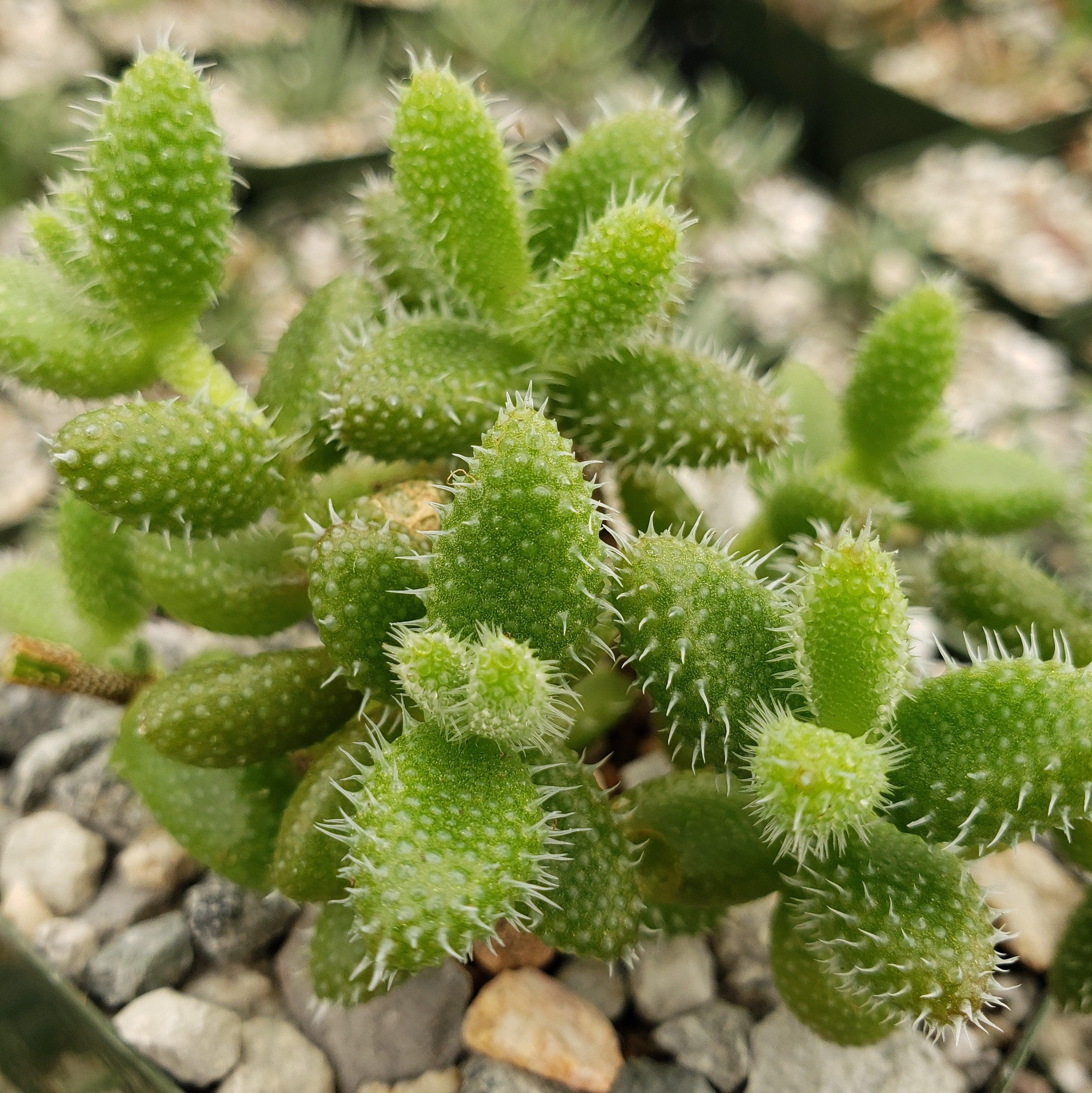 Pickle Plant ��Delosperma echinatum��