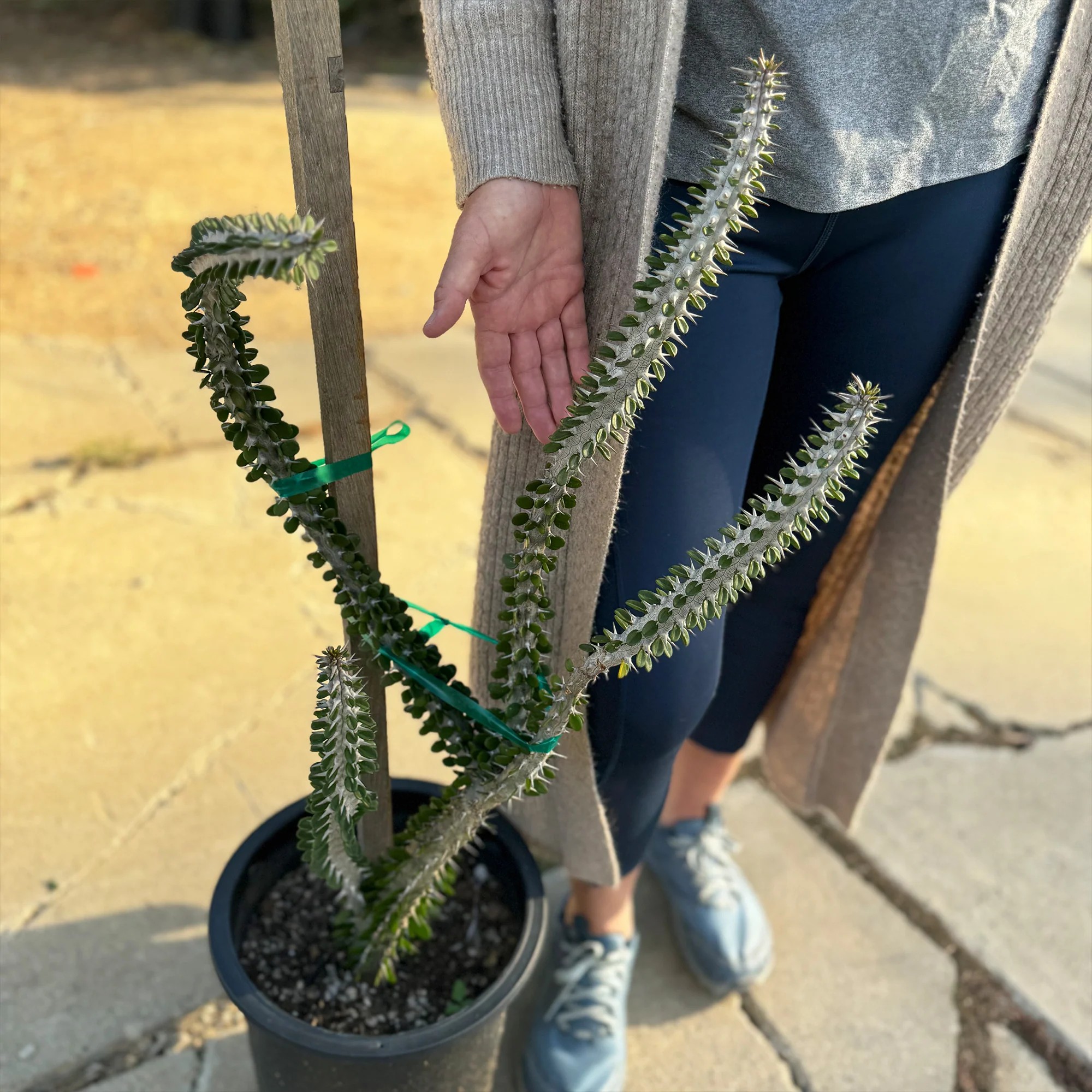 Madagascar ocotillo 'Alluaudia procera'