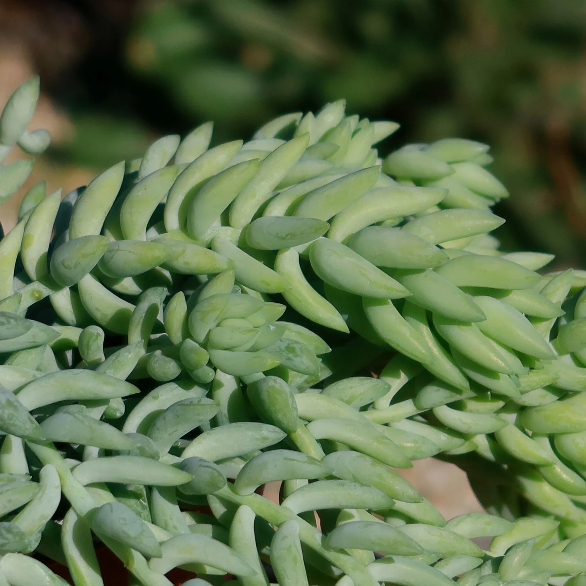 Donkey Tail Plant 'Sedum morganianum'