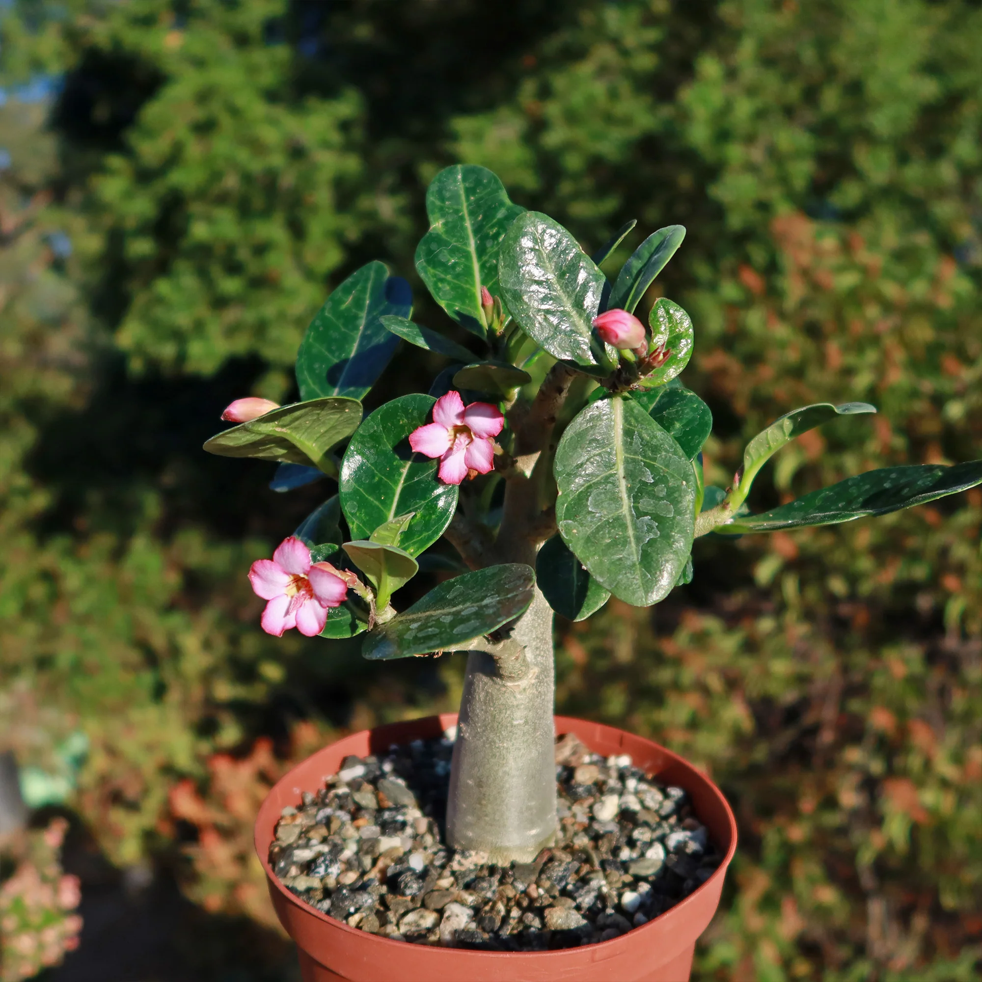Desert Rose 'Adenium obesum'