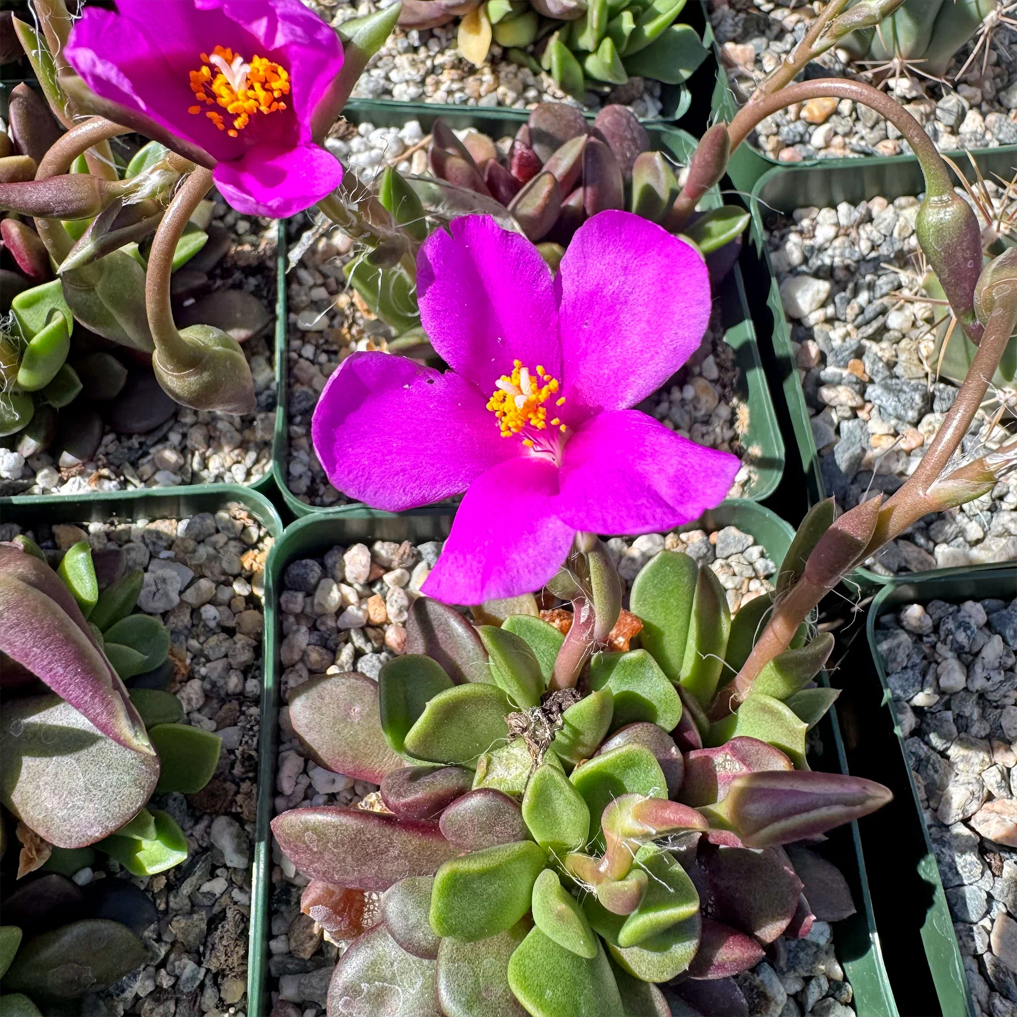 'Sand Rose Succulent - Anacampseros rufescens'