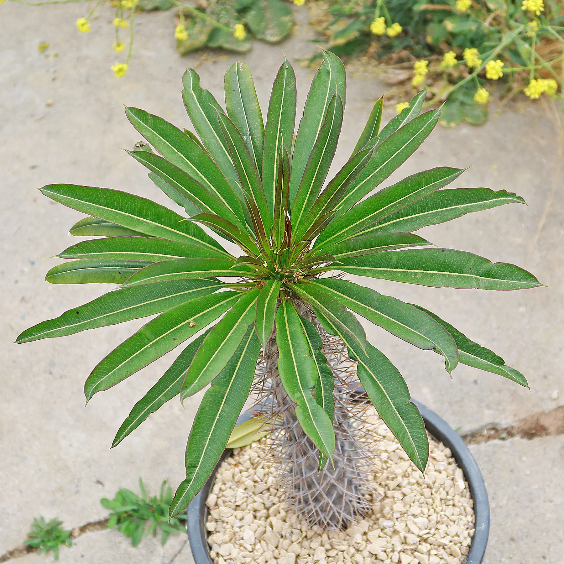 Madagascar Palm Plant - Pachypodium lamerei