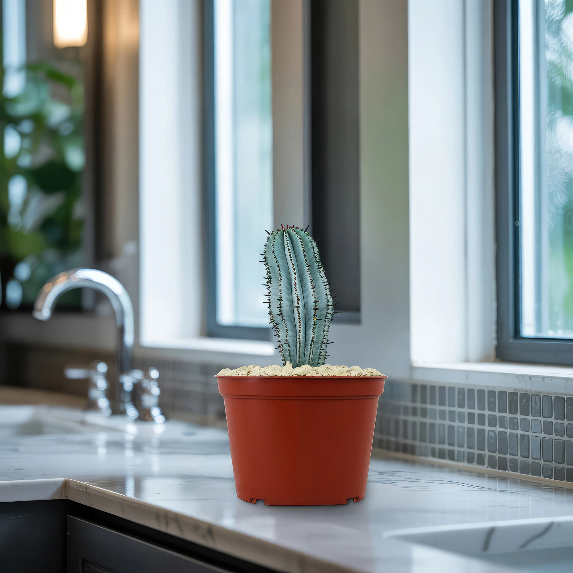 Euphorbia polygona snowflakes