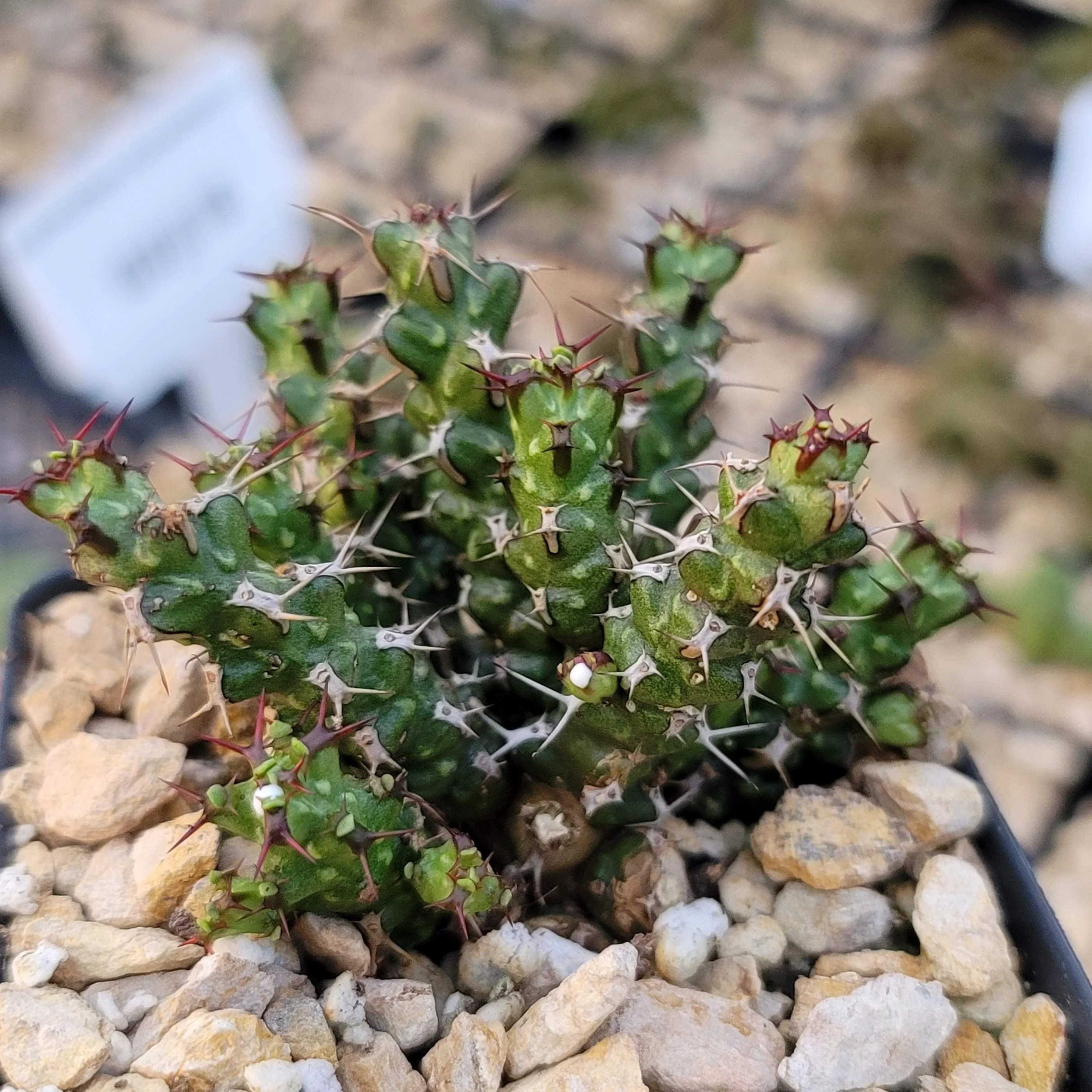 Euphorbia lenewtonii