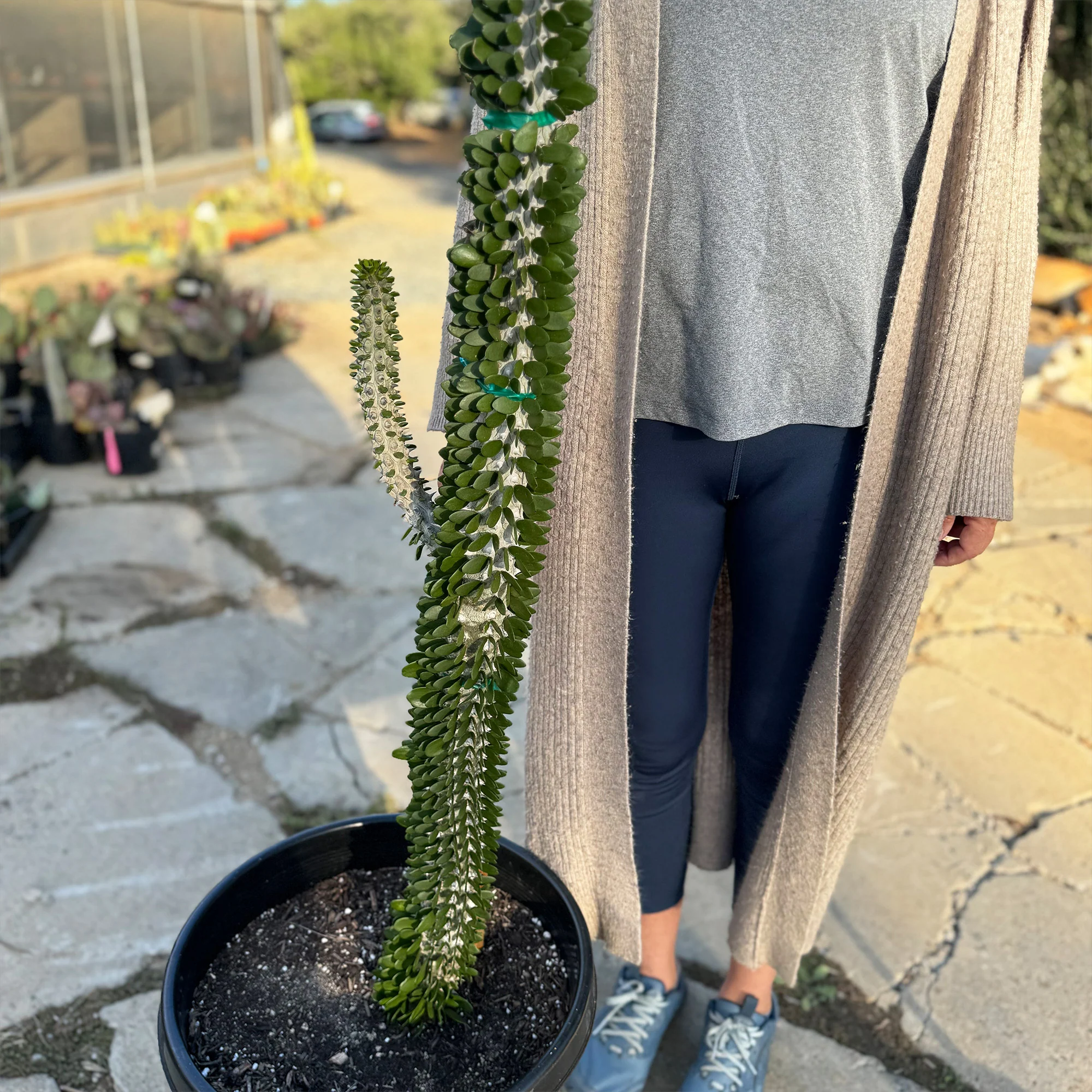 Madagascar ocotillo 'Alluaudia procera'