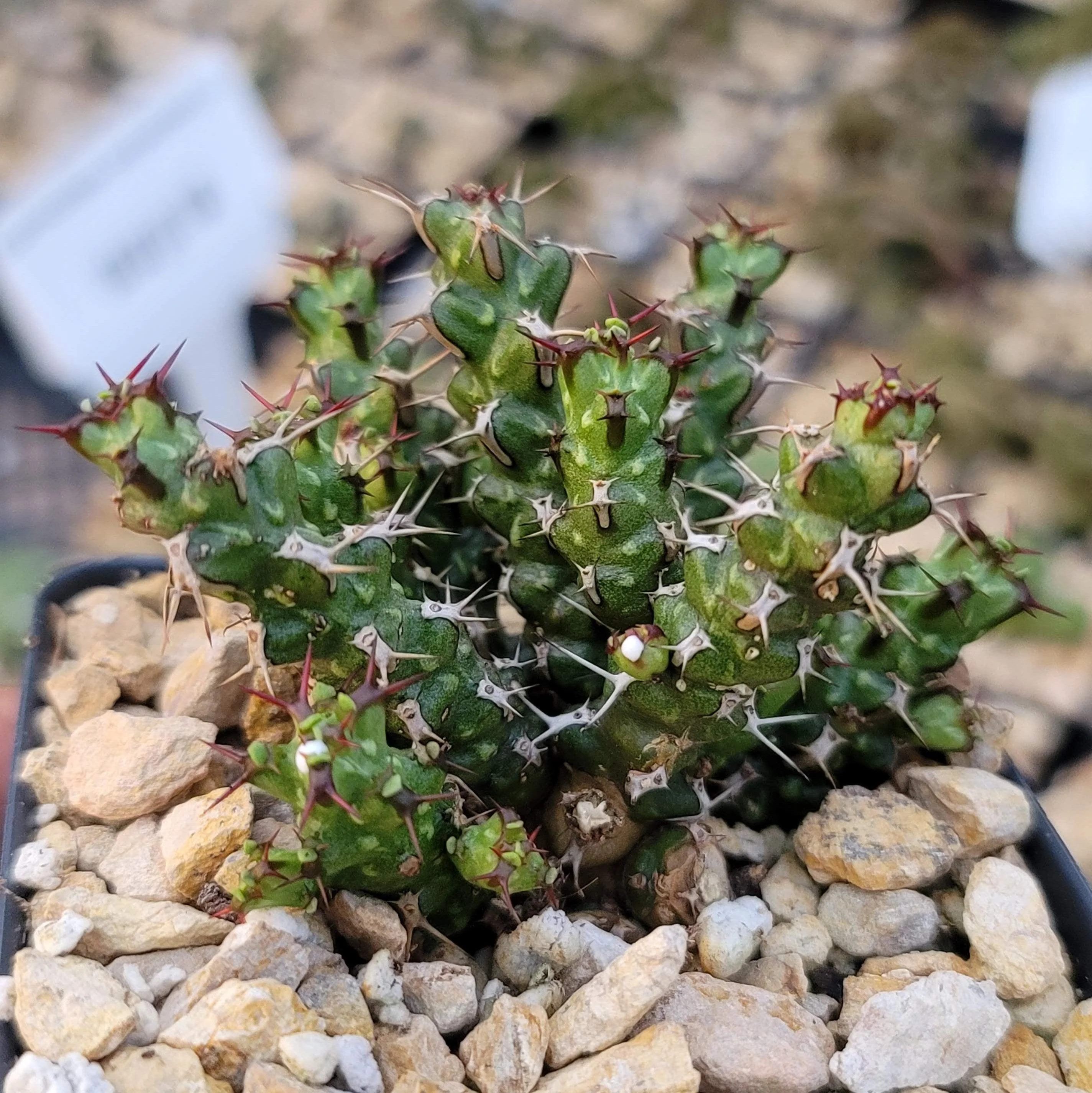 Euphorbia lenewtonii