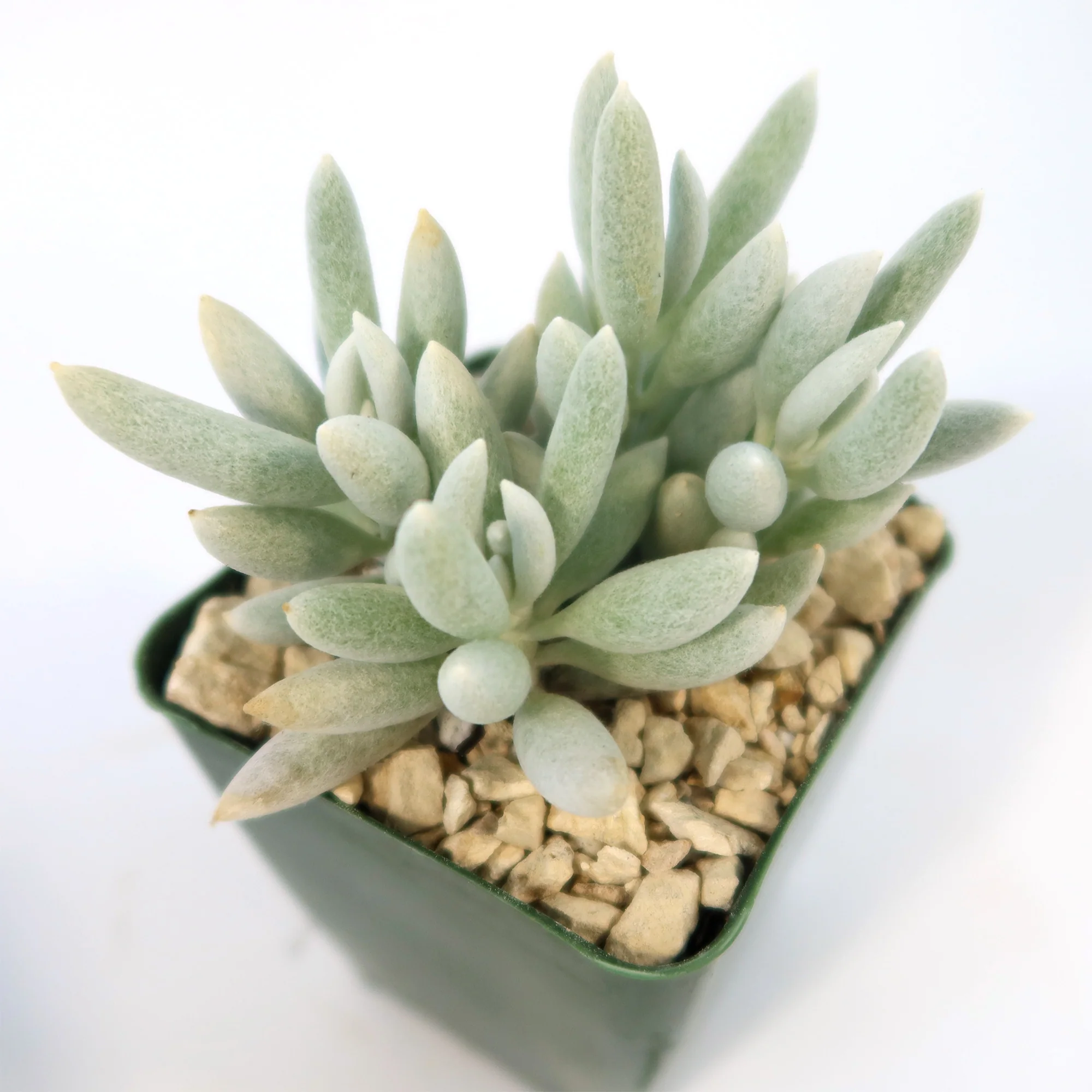 Cocoon Plant, Woolly Senecio - Senecio haworthii