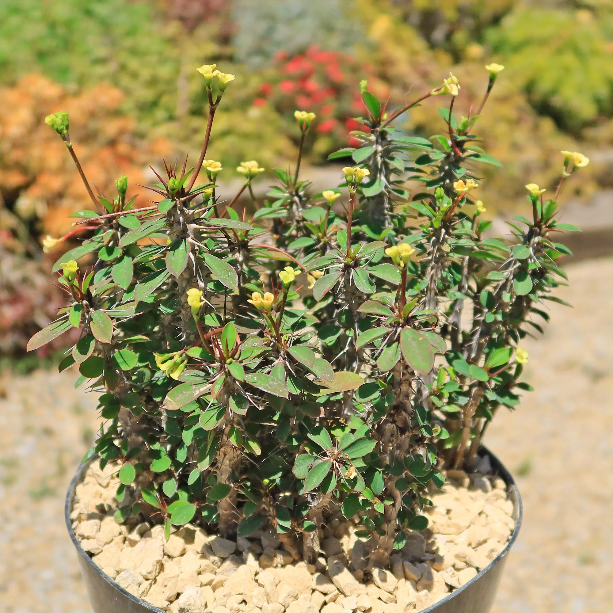 Euphorbia milii Yellow �C Crown of Thorns
