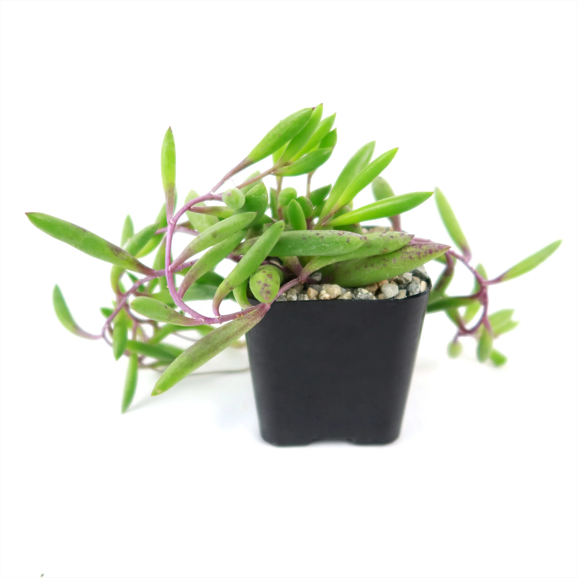 Ruby Necklace Plant 'Othonna capensis'