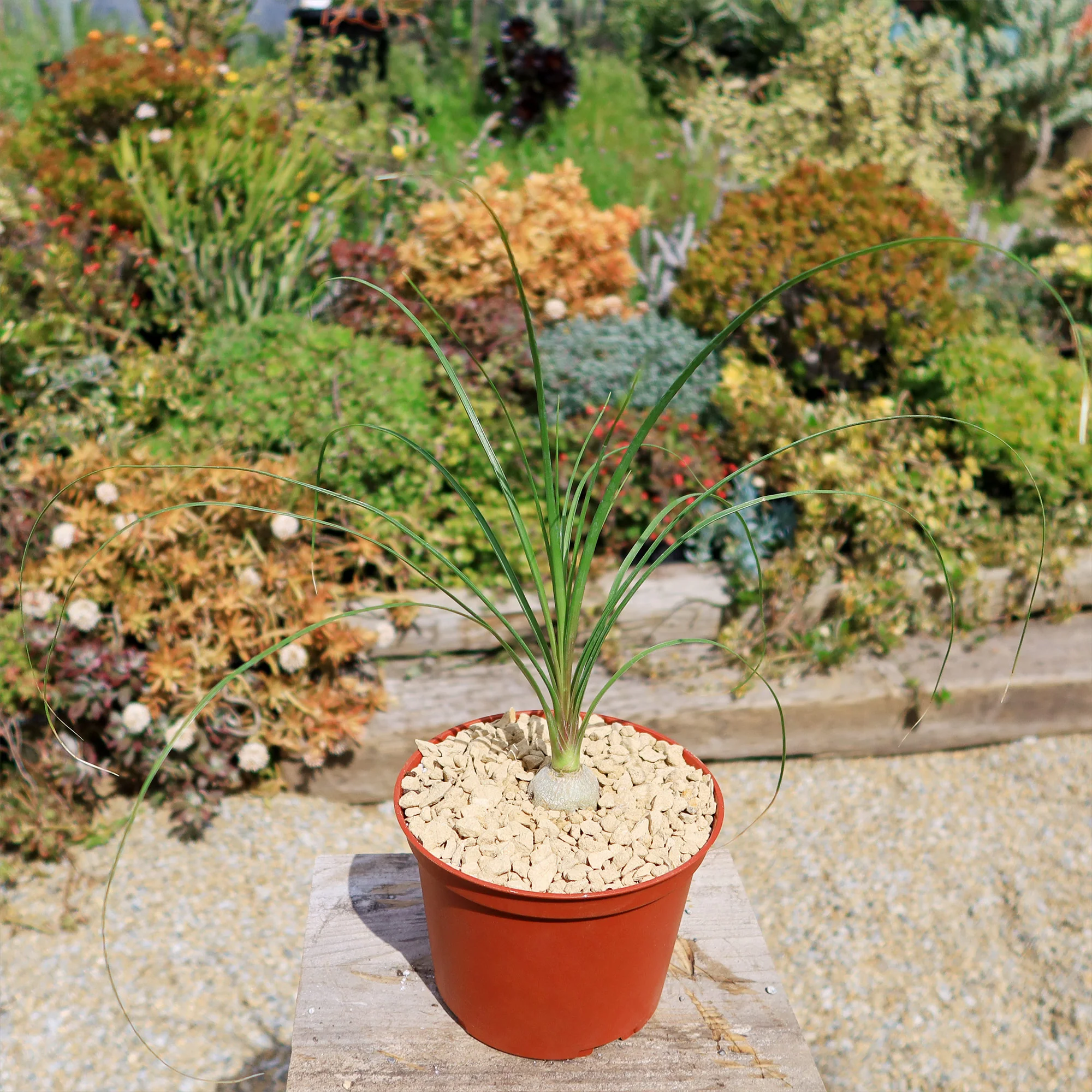 Ponytail palm 'Beaucarnea recurvata'