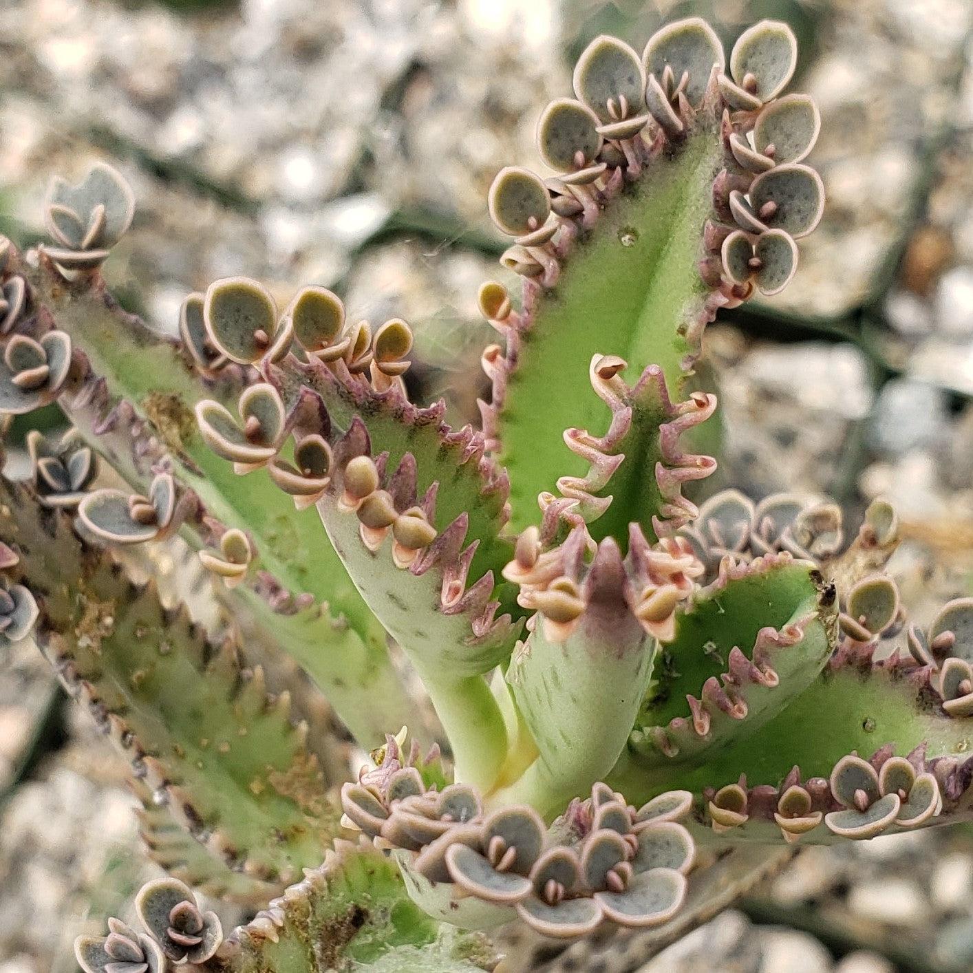 Hybrid Mother of Millions ��Kalanchoe houghtonii��