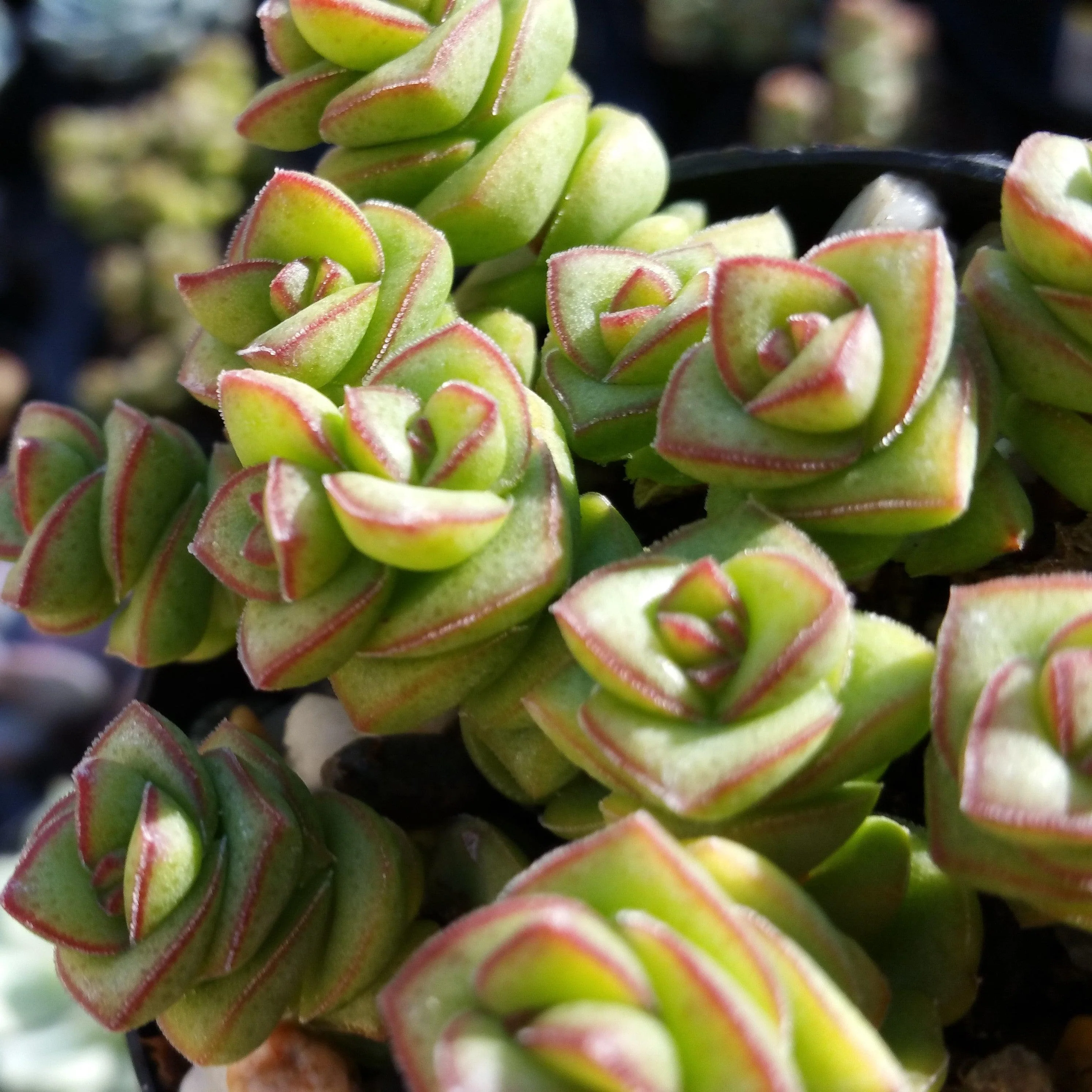String of Buttons 'Crassula Perforata'