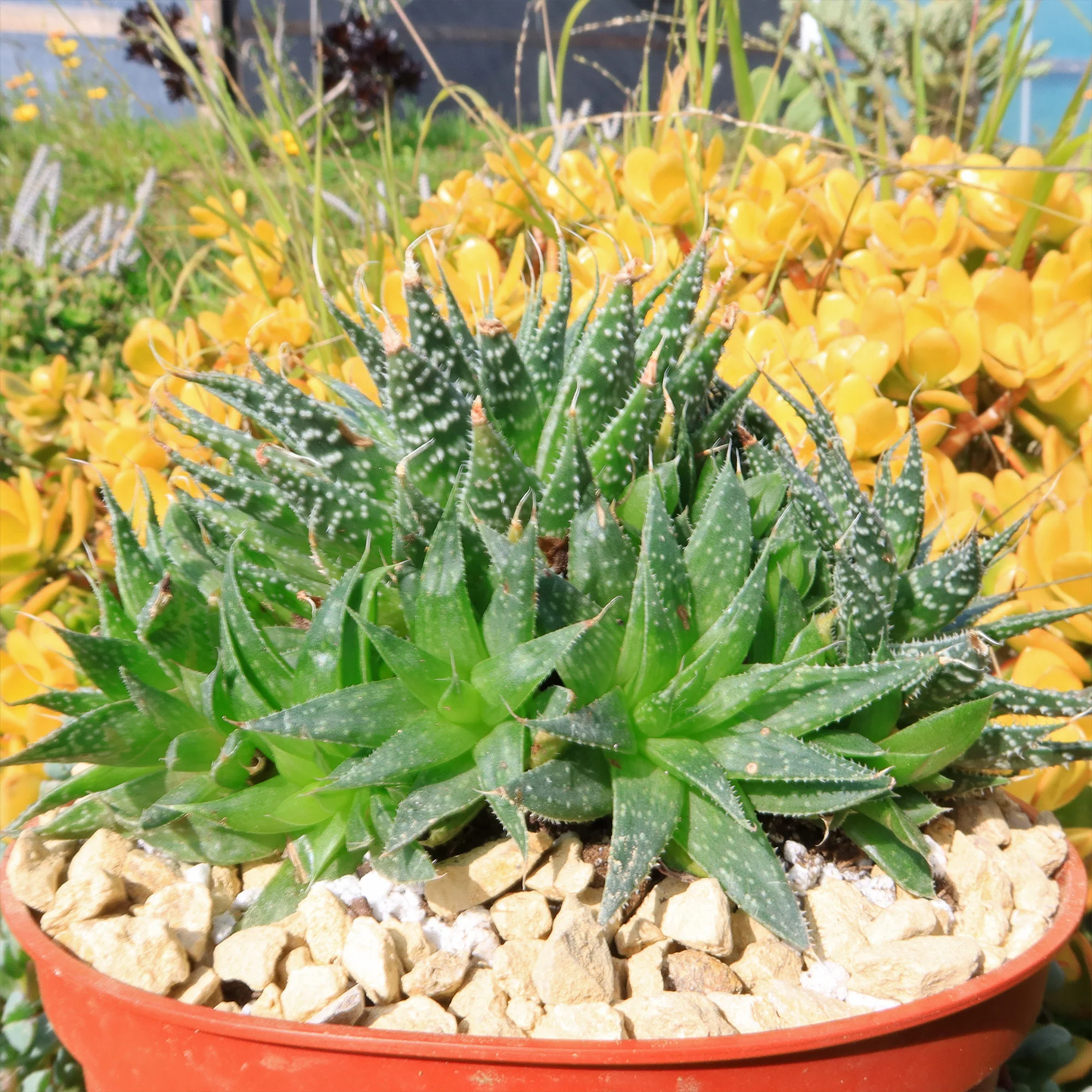 'Lace Aloe - Aloe aristata'