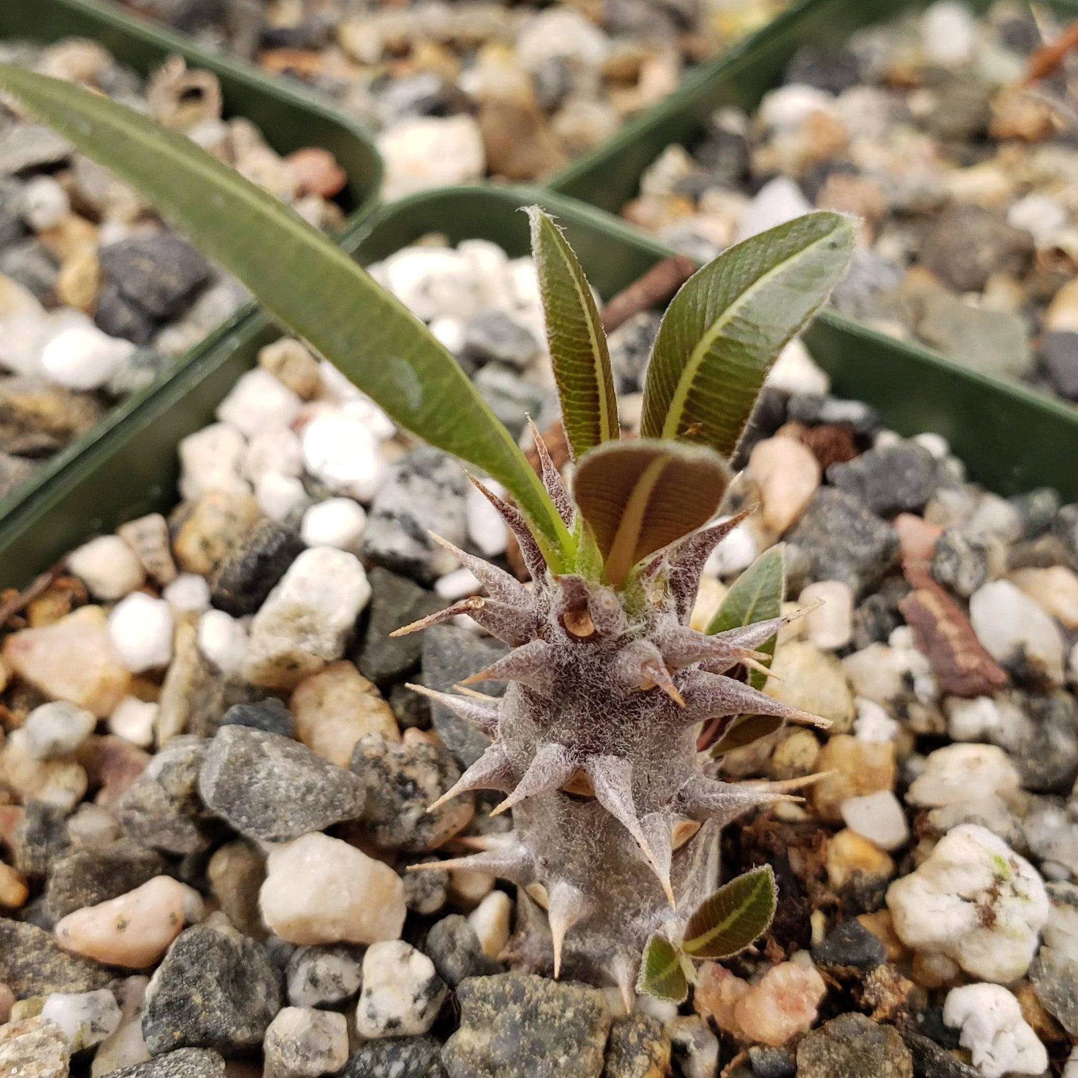 Pachypodium horombense