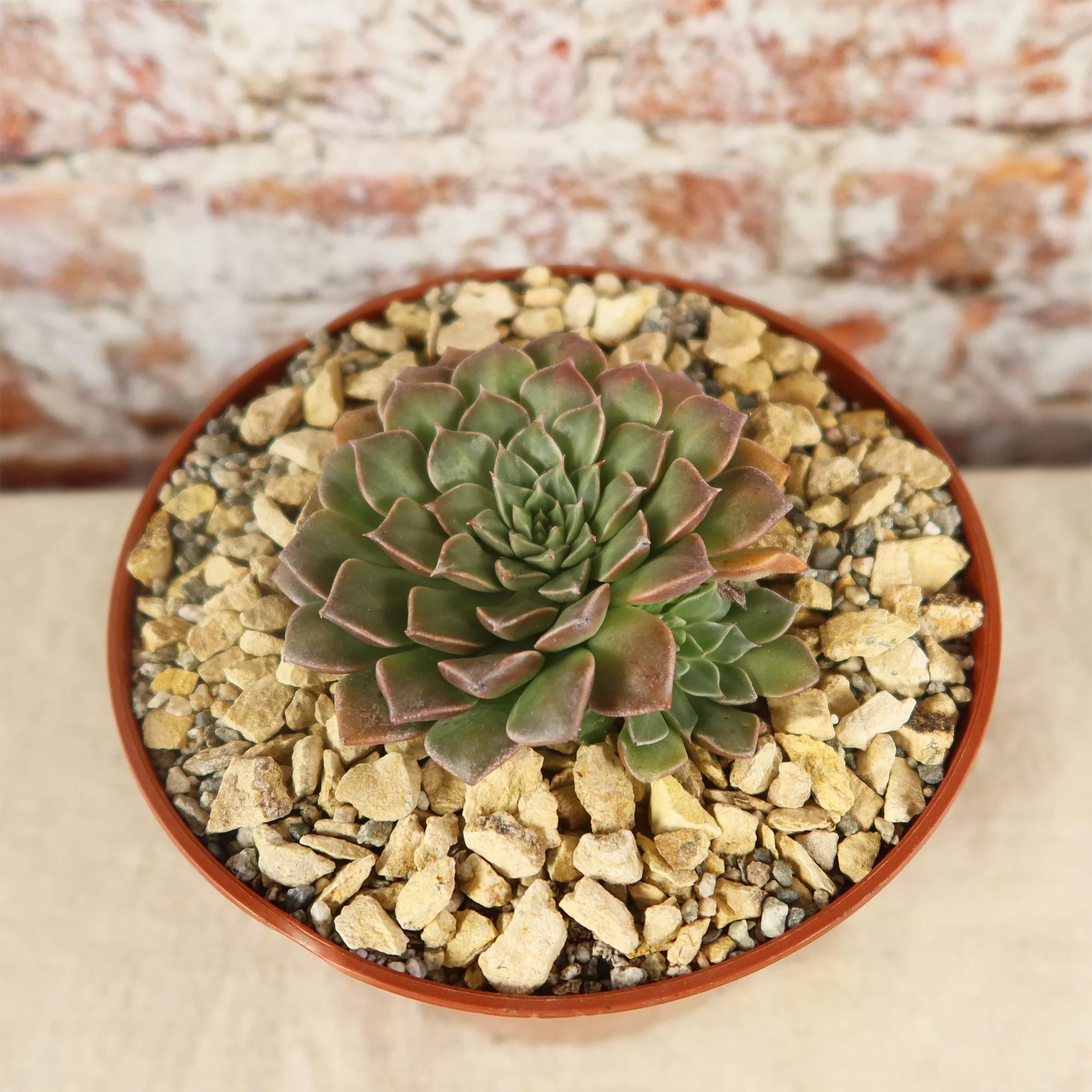 Graptopetalum tacitus bellus super star