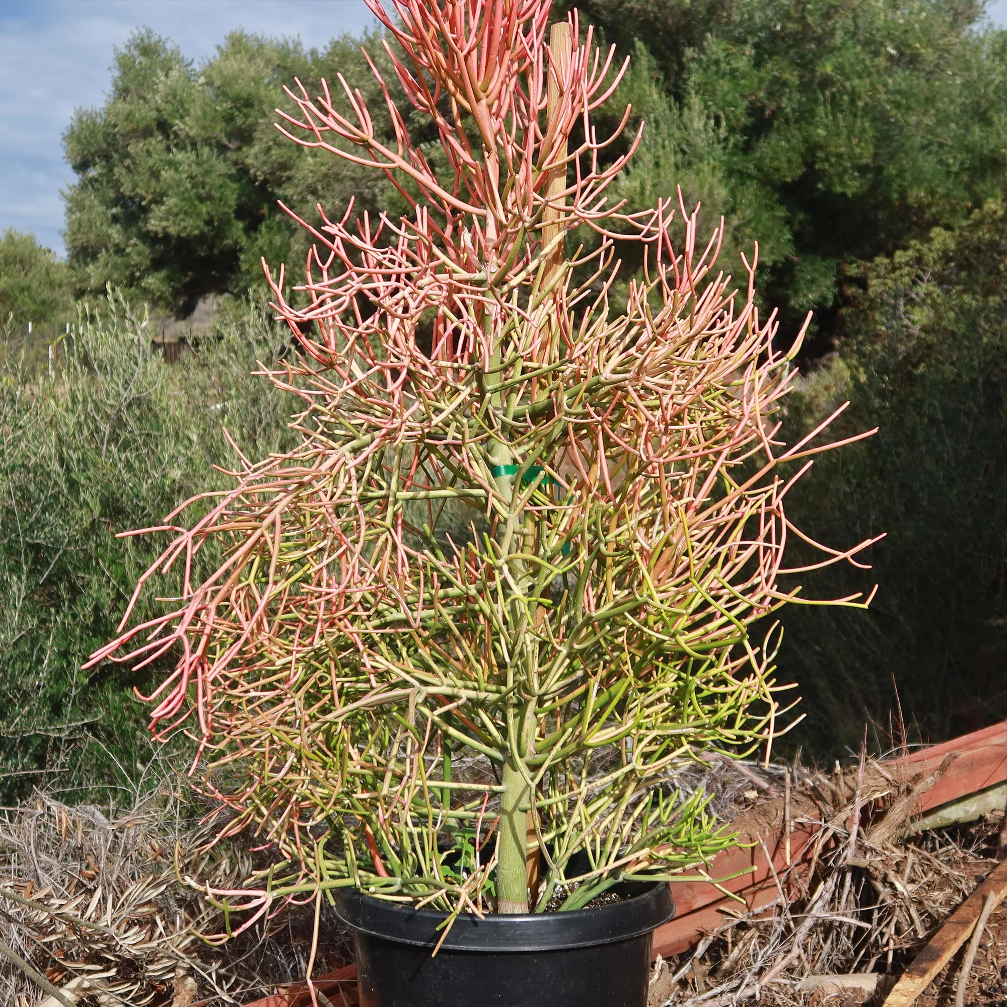 Pencil Cactus - Euphorbia tirucalli 'Firesticks'