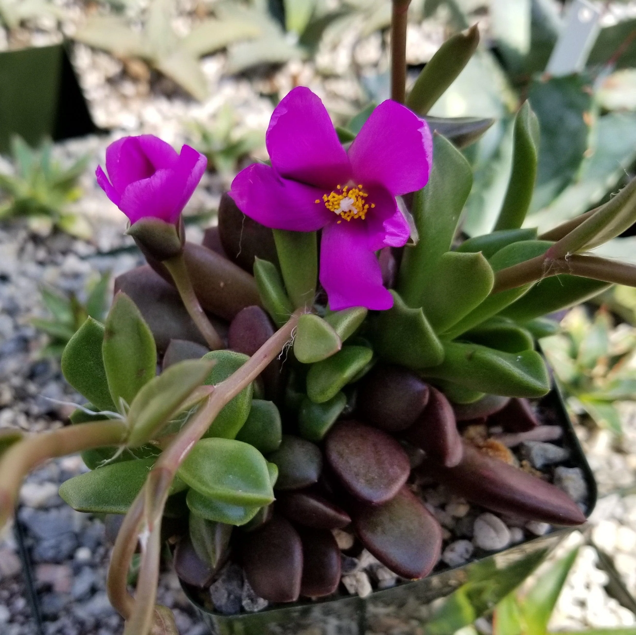 'Sand Rose Succulent - Anacampseros rufescens'