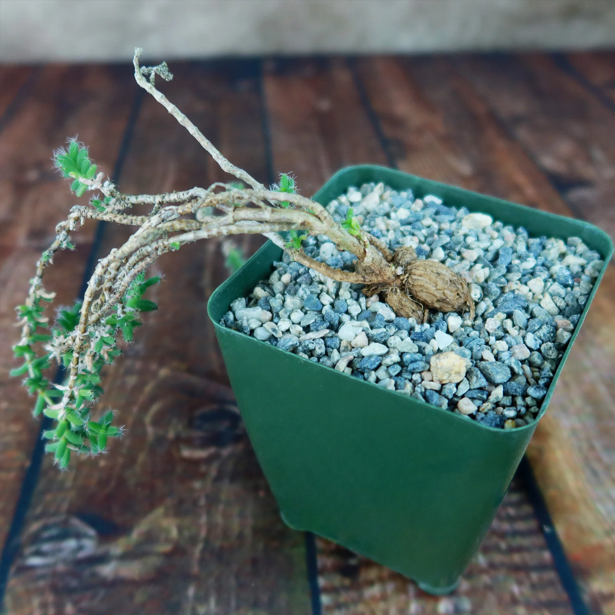 Trichodiadema bulbosom