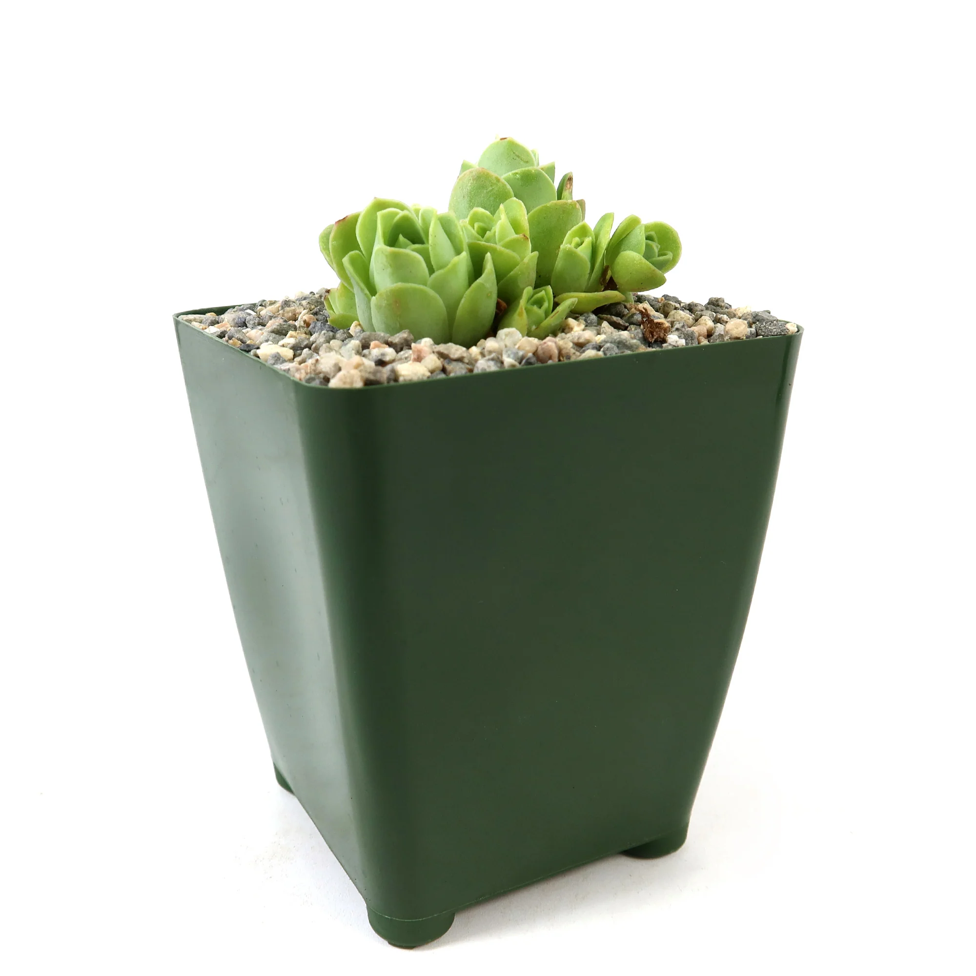 Mountain Rose Succulent ��Aeonium dodrantale�� (Greenovia dodrantalis)