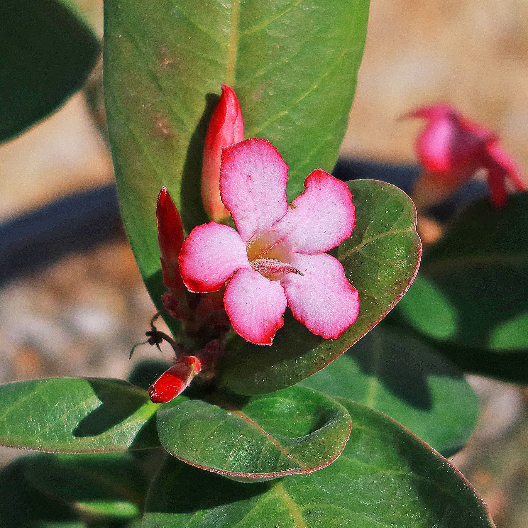Desert Rose 'Adenium obesum'