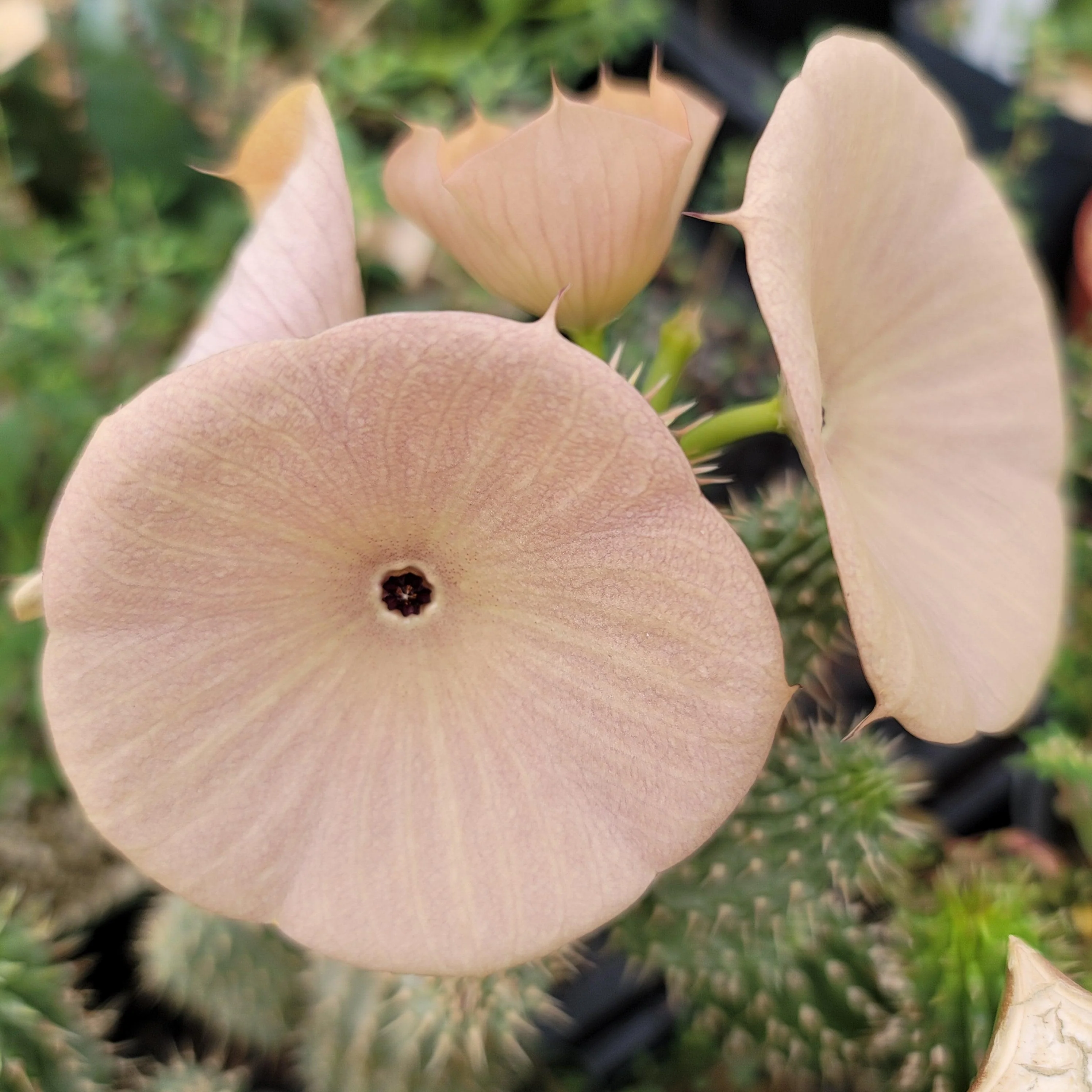Kalahari Cactus 'Hoodia gordonii'