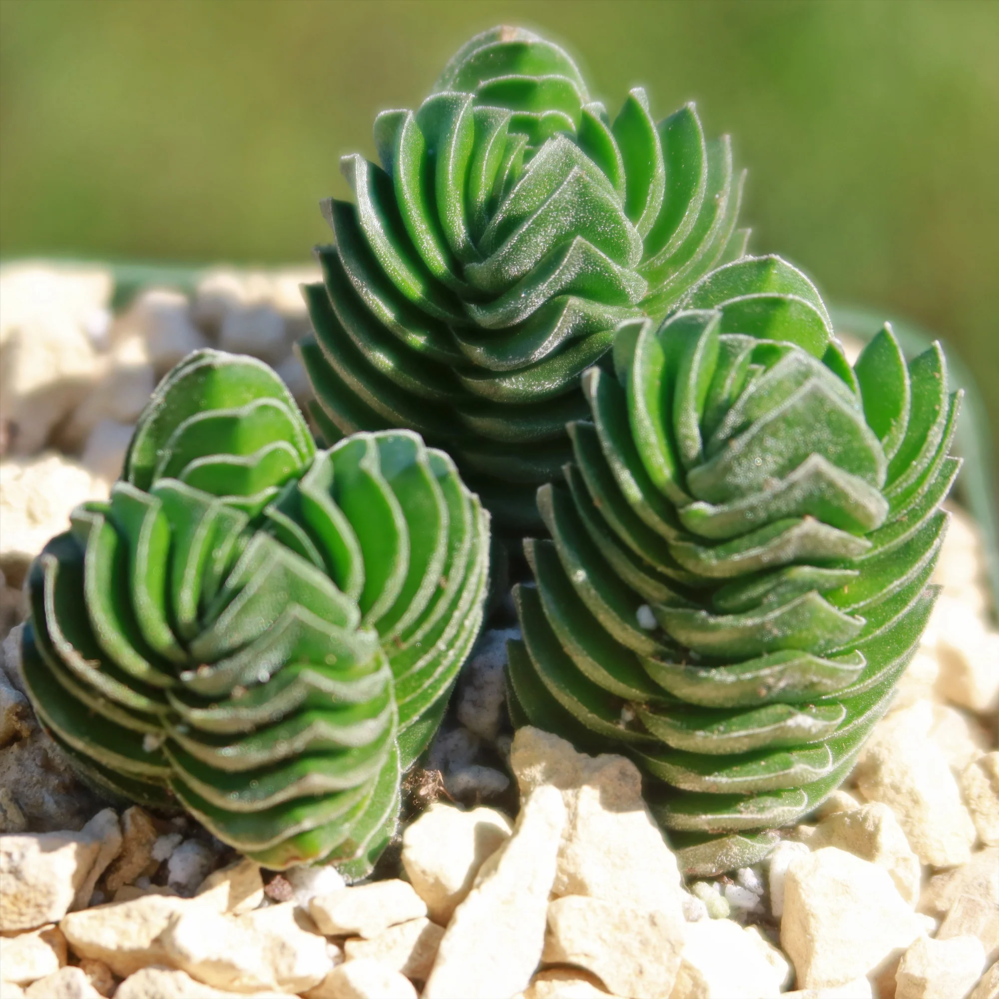 Crassula Buddha's Temple