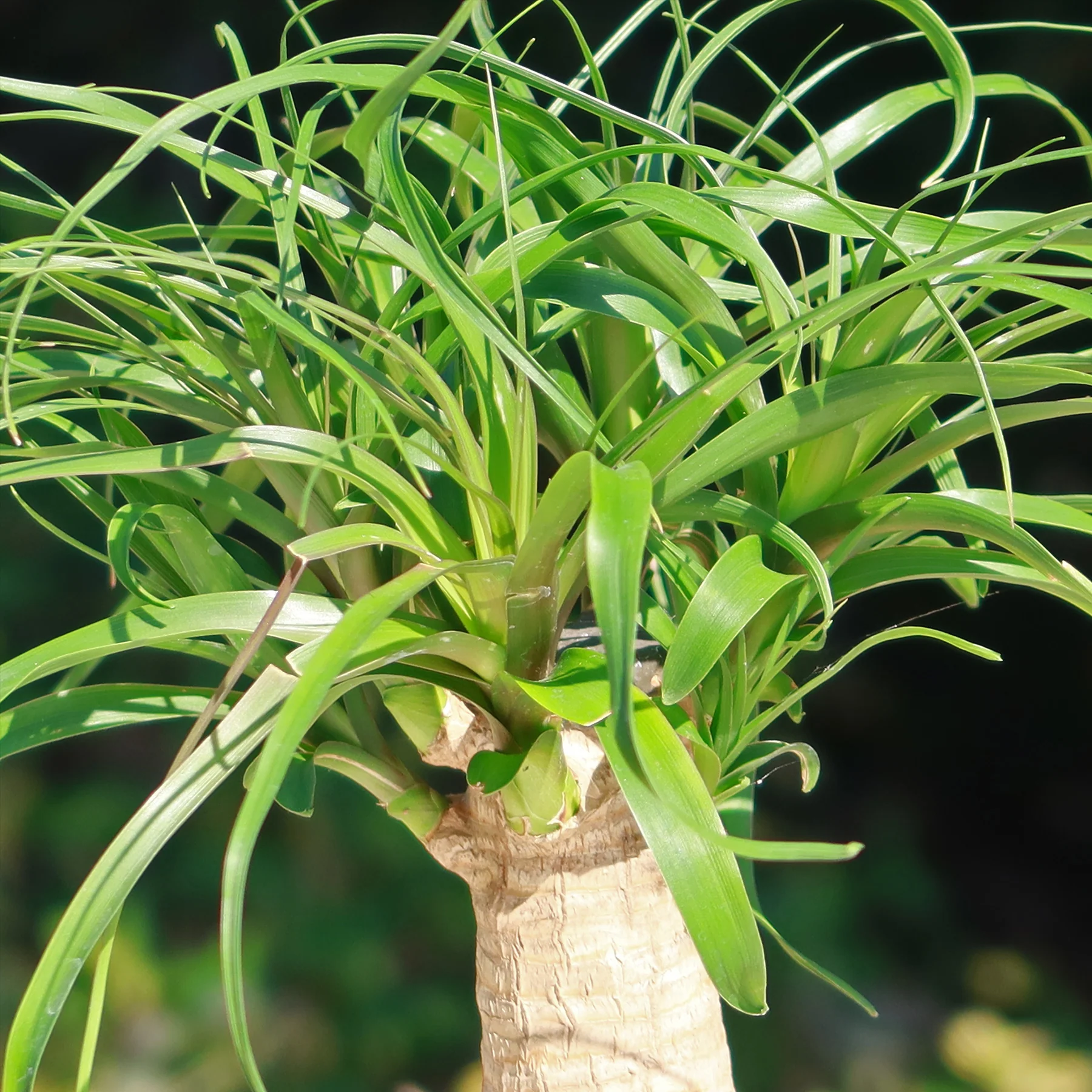 Ponytail palm 'Beaucarnea recurvata'