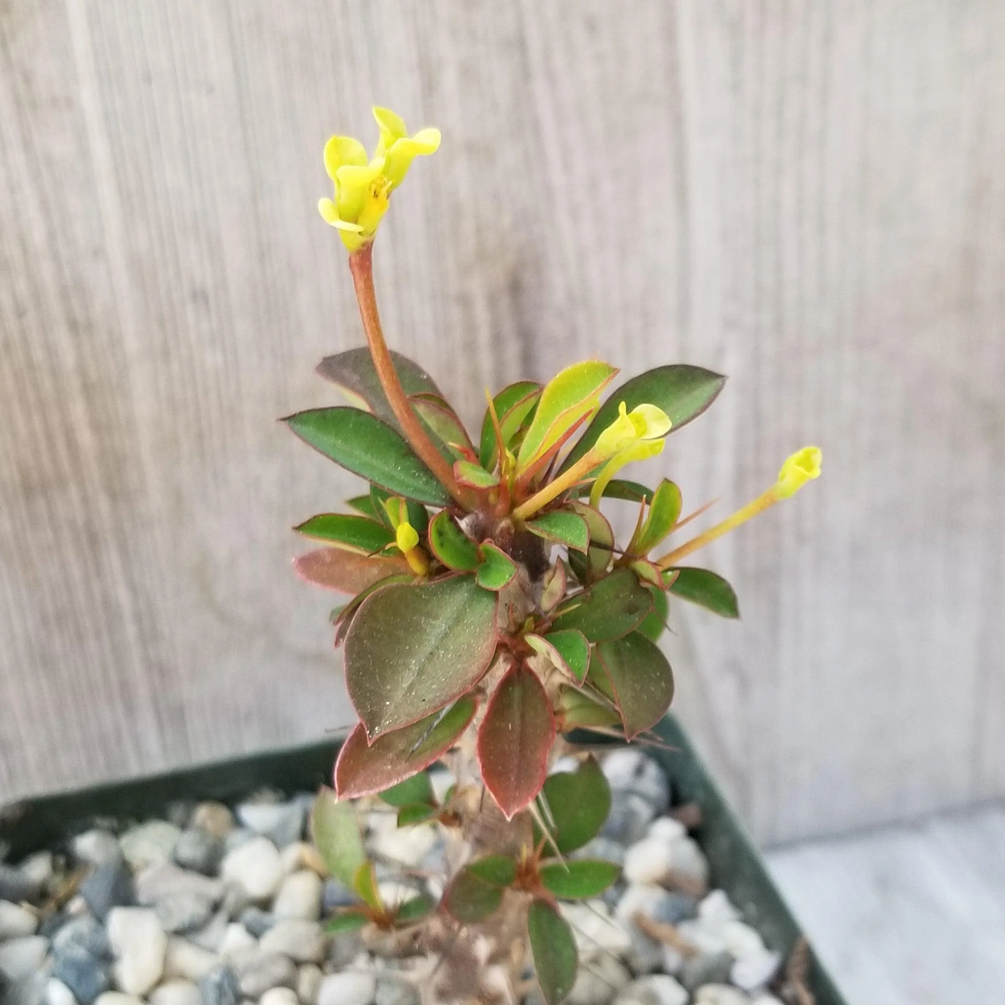 Euphorbia milii Yellow �C Crown of Thorns
