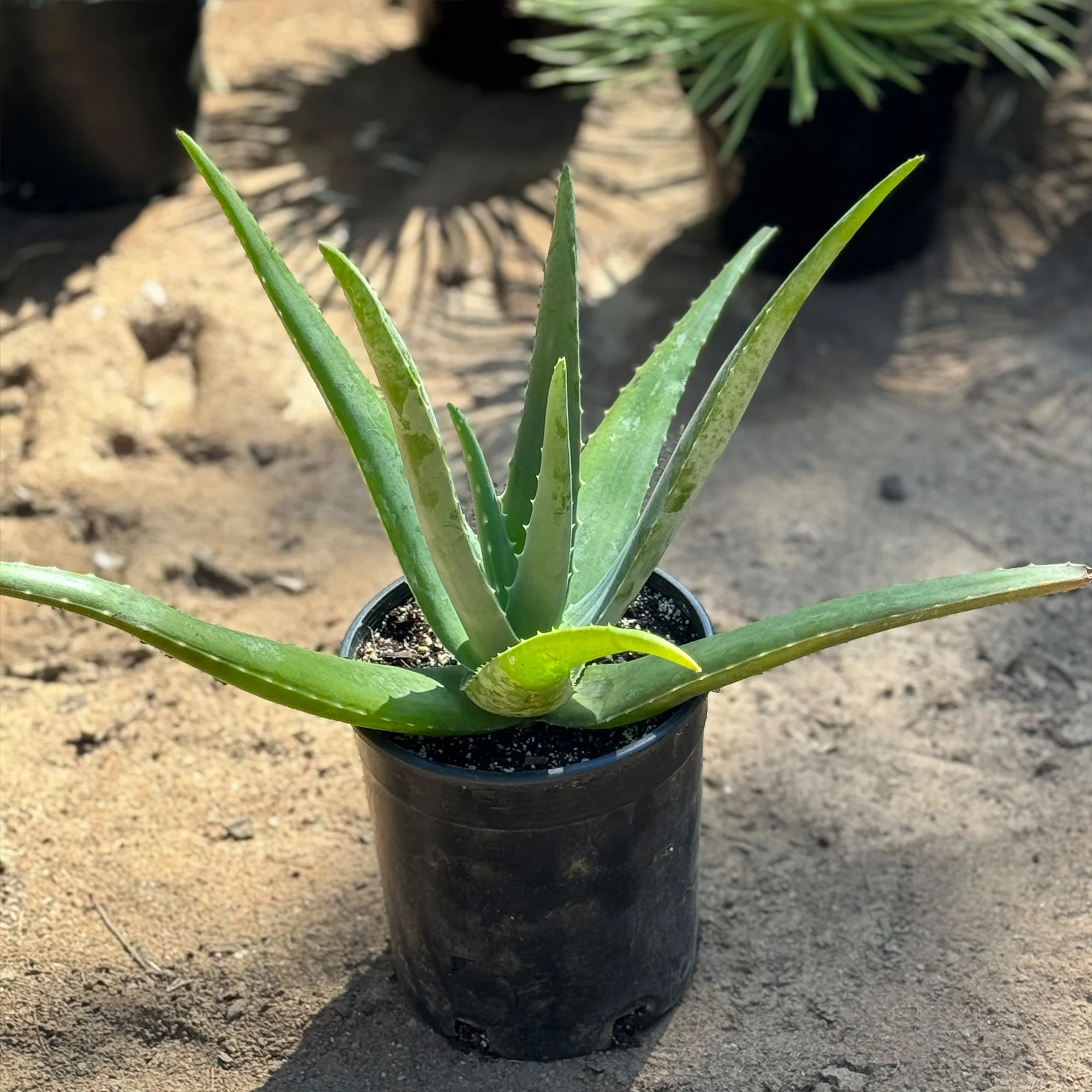 Aloe Vera - Aloe?barbadensis 'miller'