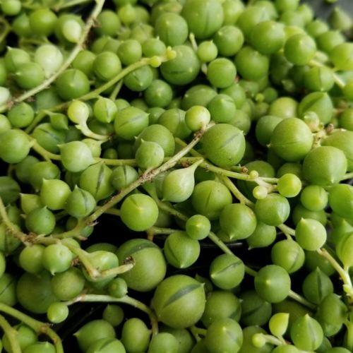 String of Pearls 'Senecio rowleyanus'