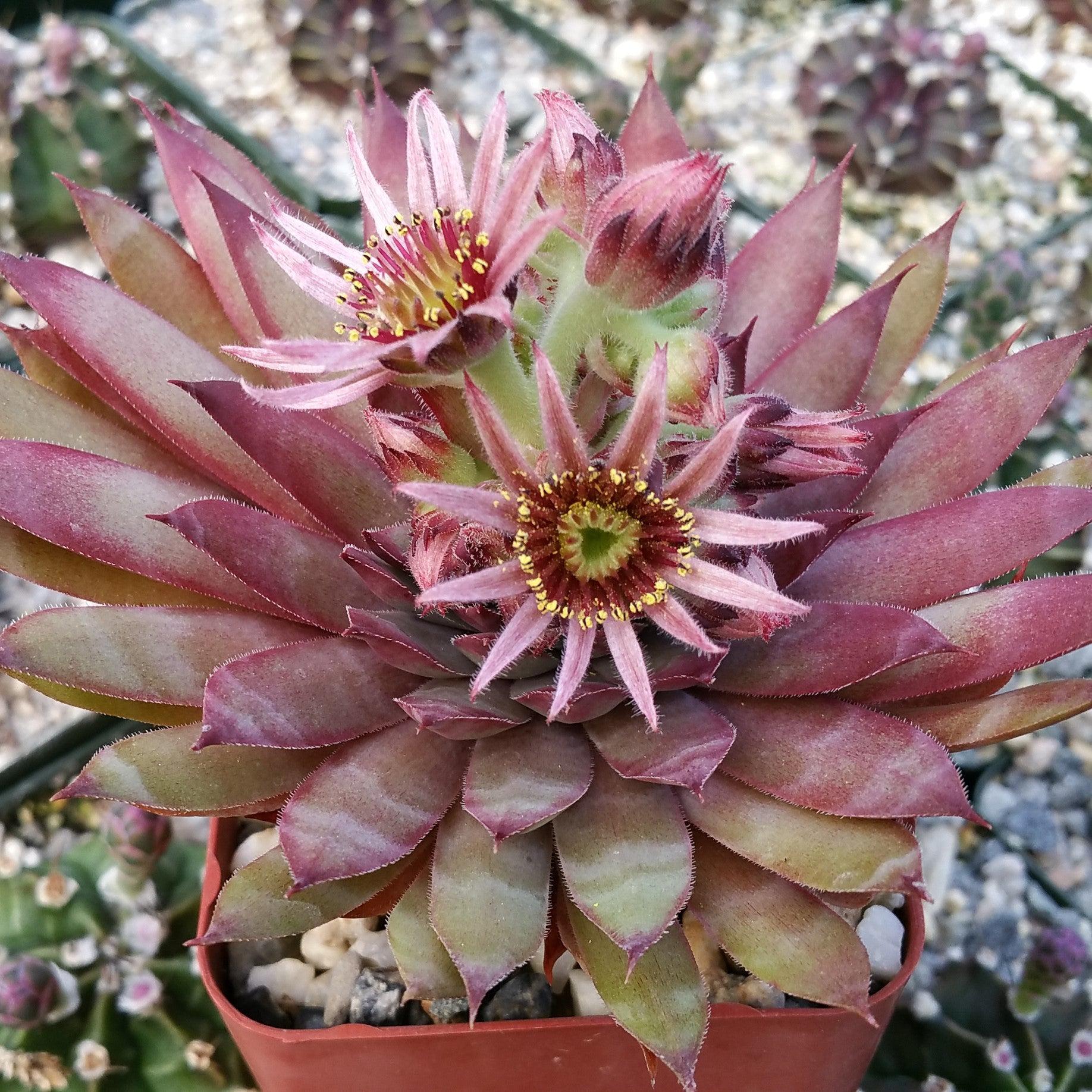 Sempervivum 'Ruby Heart' Hens and Chicks