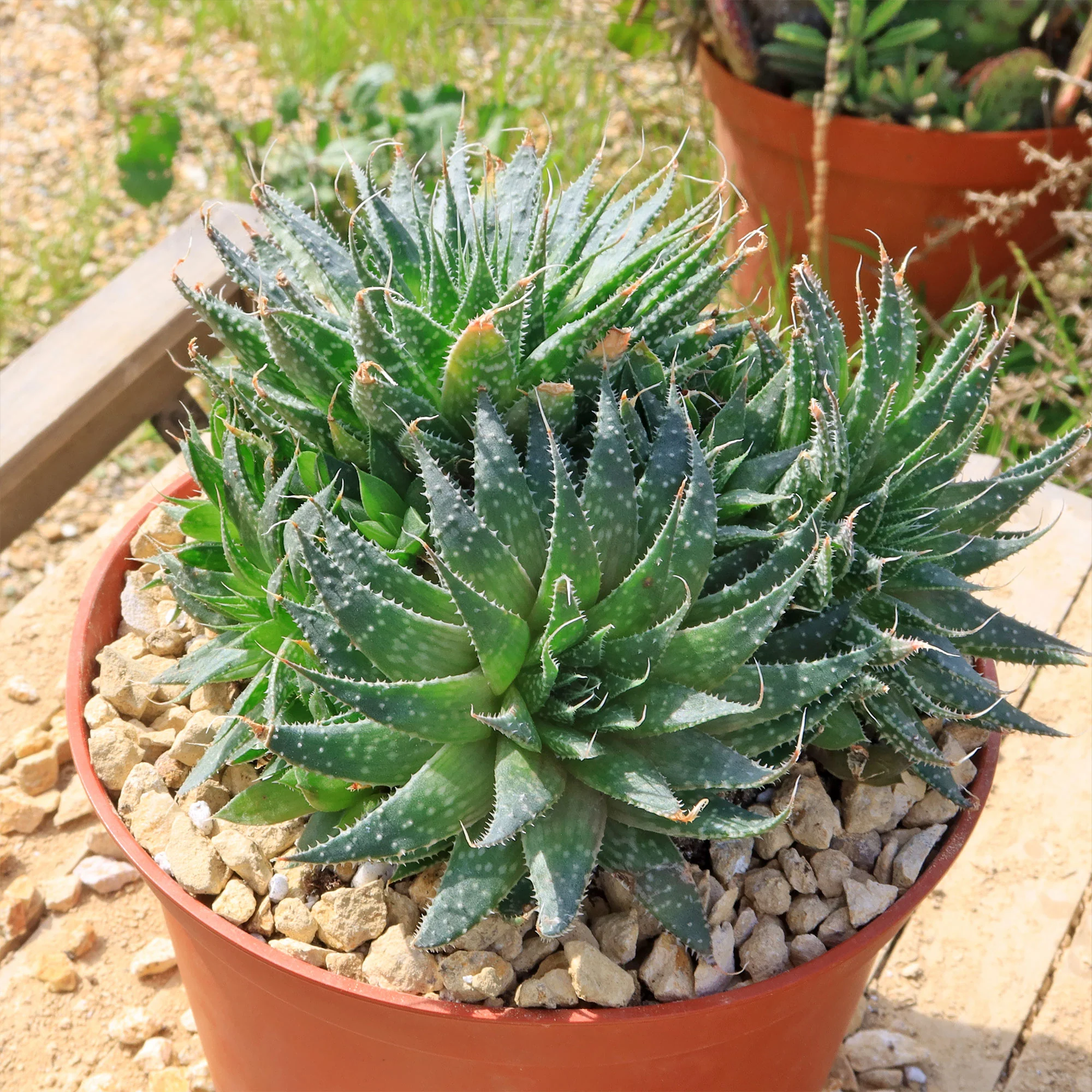 'Lace Aloe - Aloe aristata'