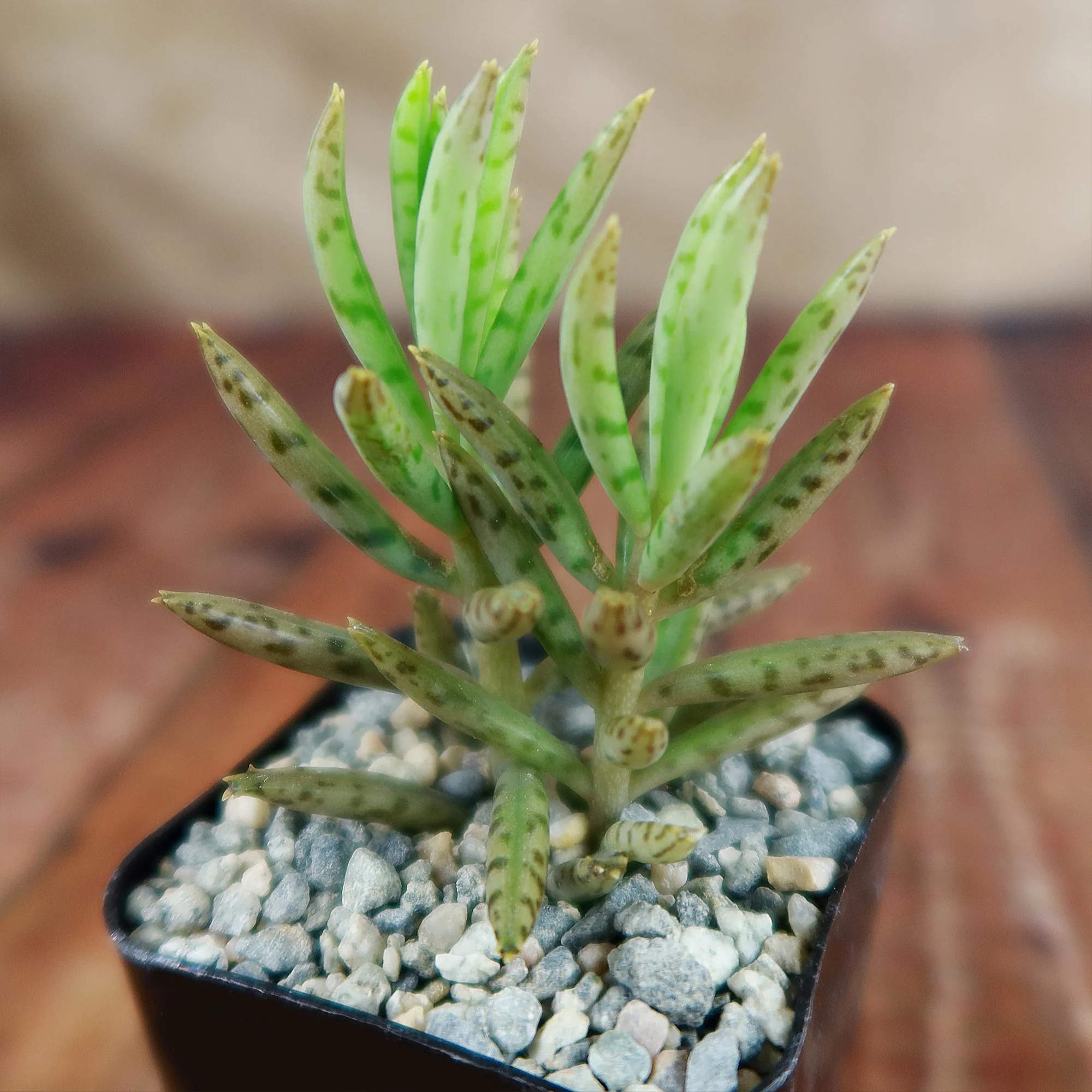 Mother of Millions 'Kalanchoe delagoensis'