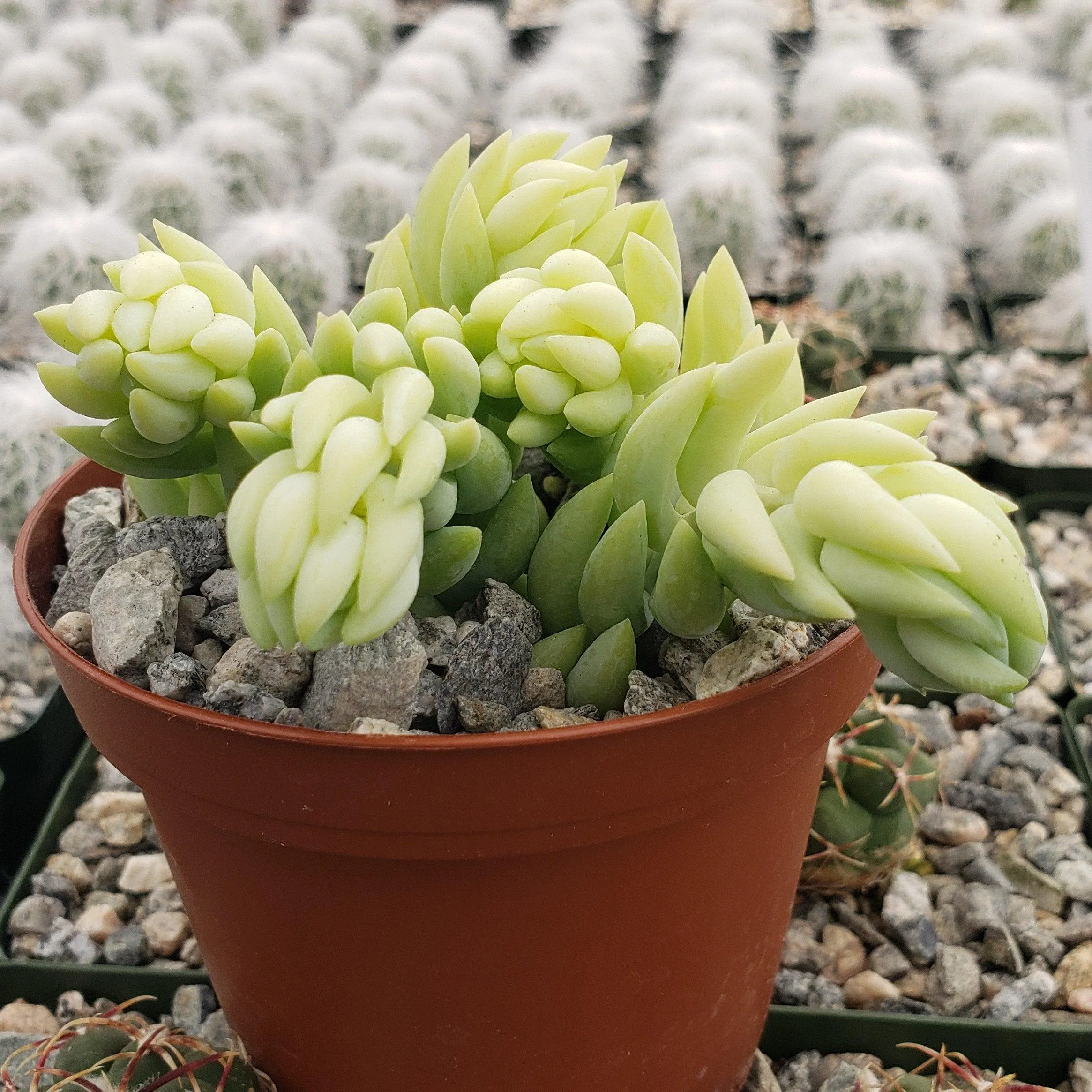 Donkey Tail Plant 'Sedum morganianum'