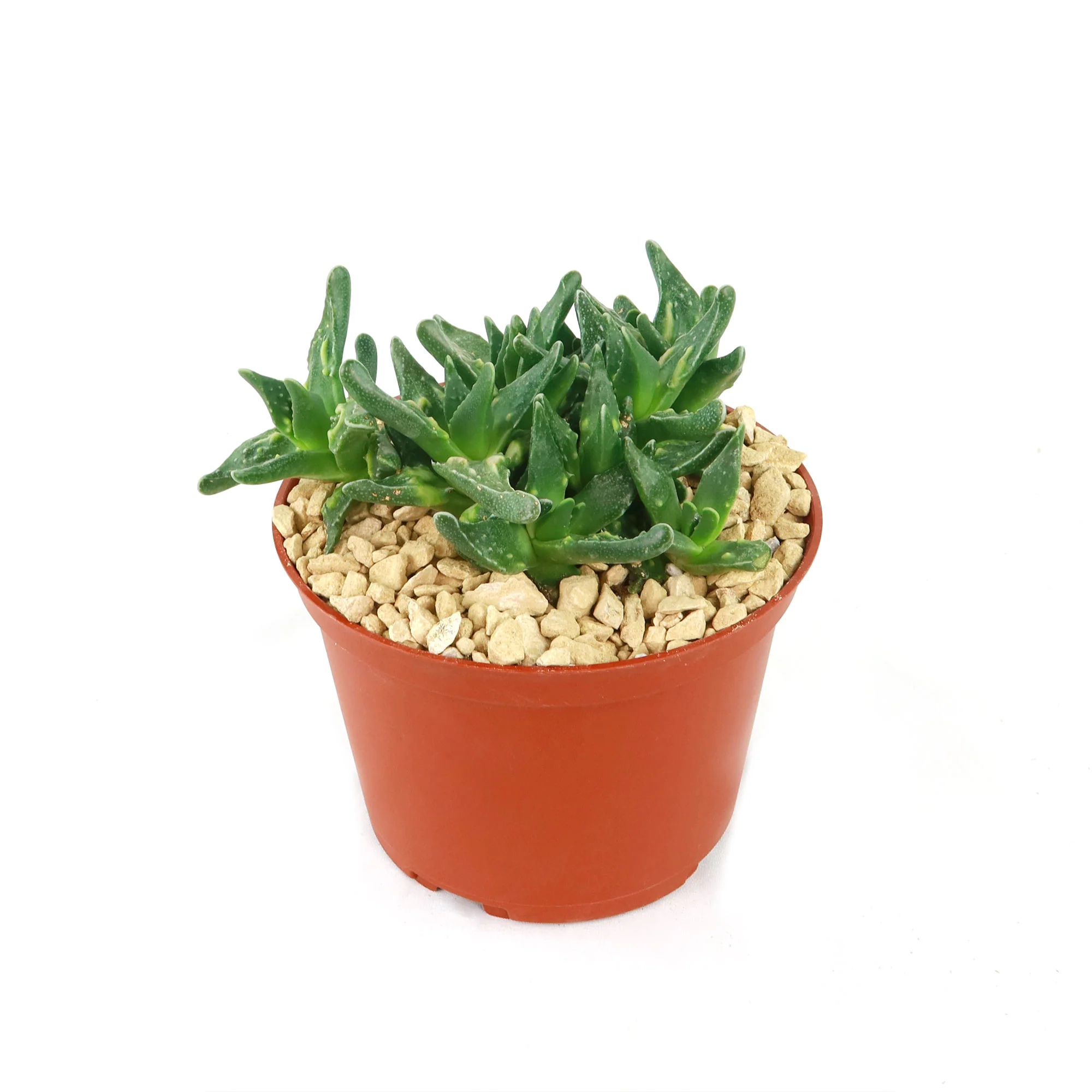 Faucaria tuberculosa soto