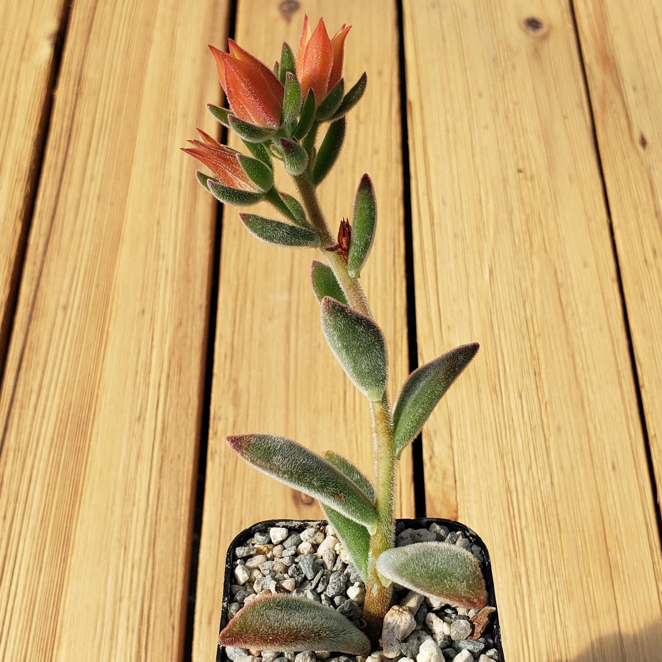 Ruby Slipper Succulent ��Echeveria harmsii��