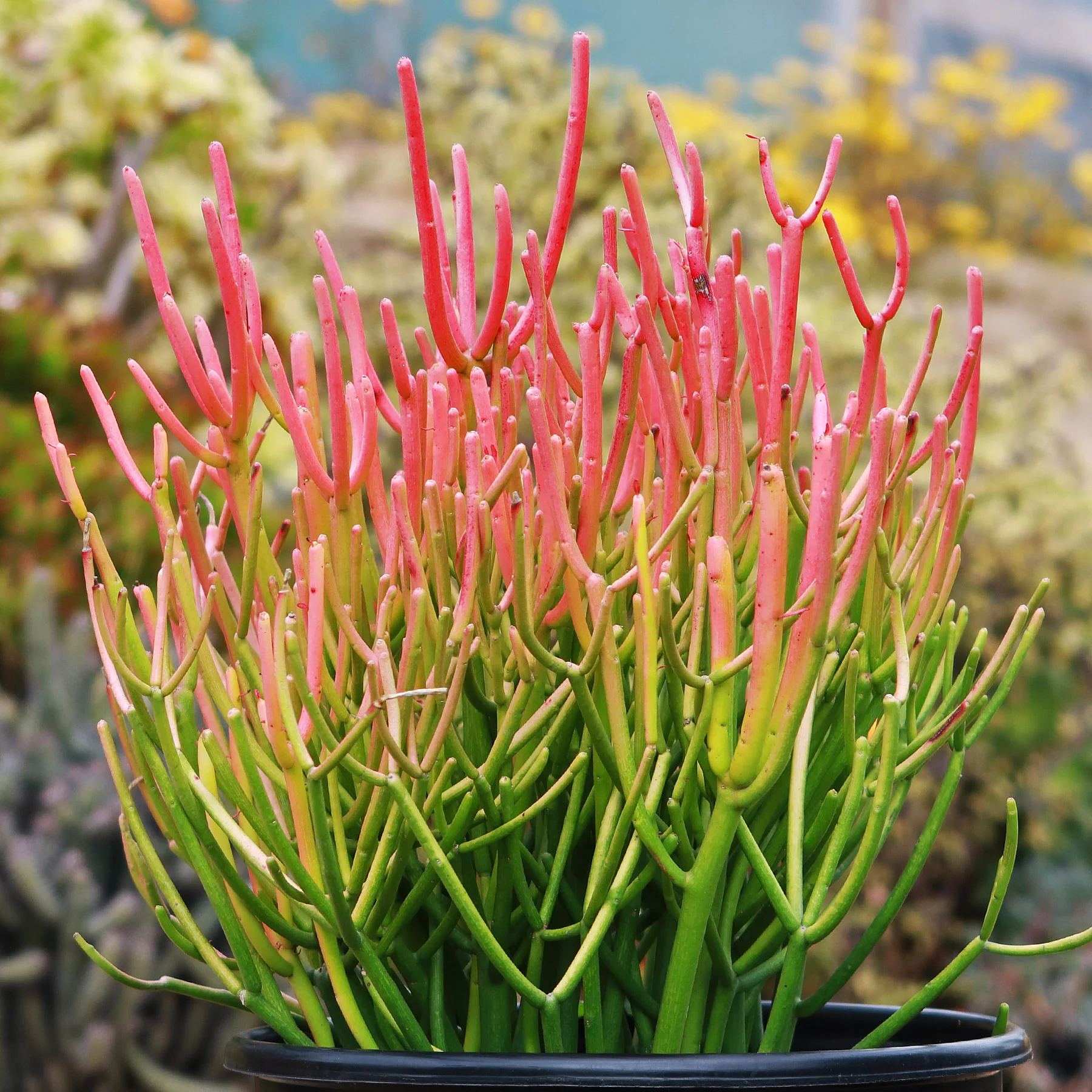 Pencil Cactus - Euphorbia tirucalli 'Firesticks'