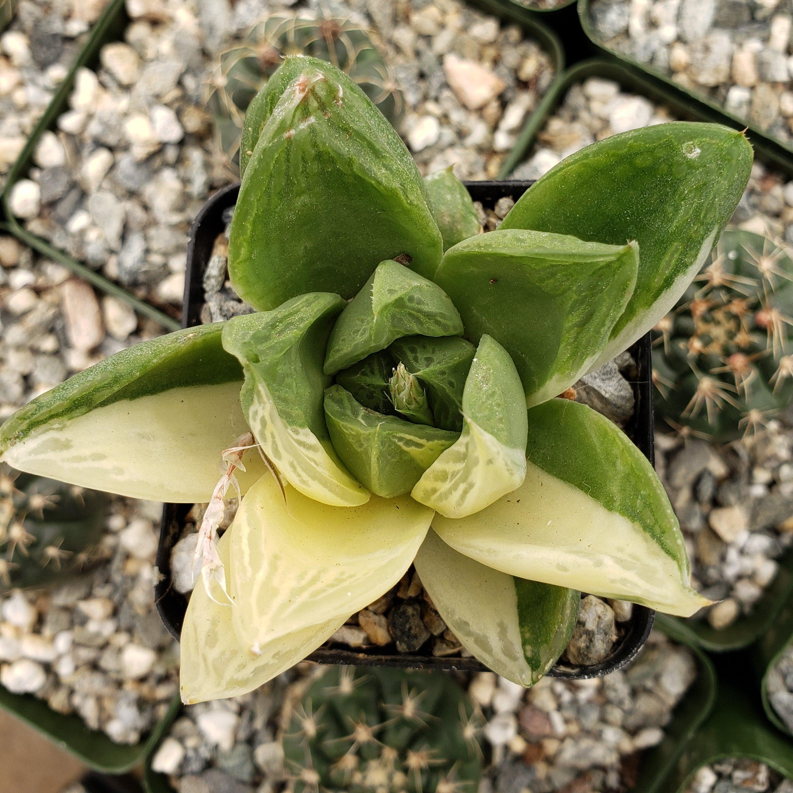 Haworthia cymbiformis variegata