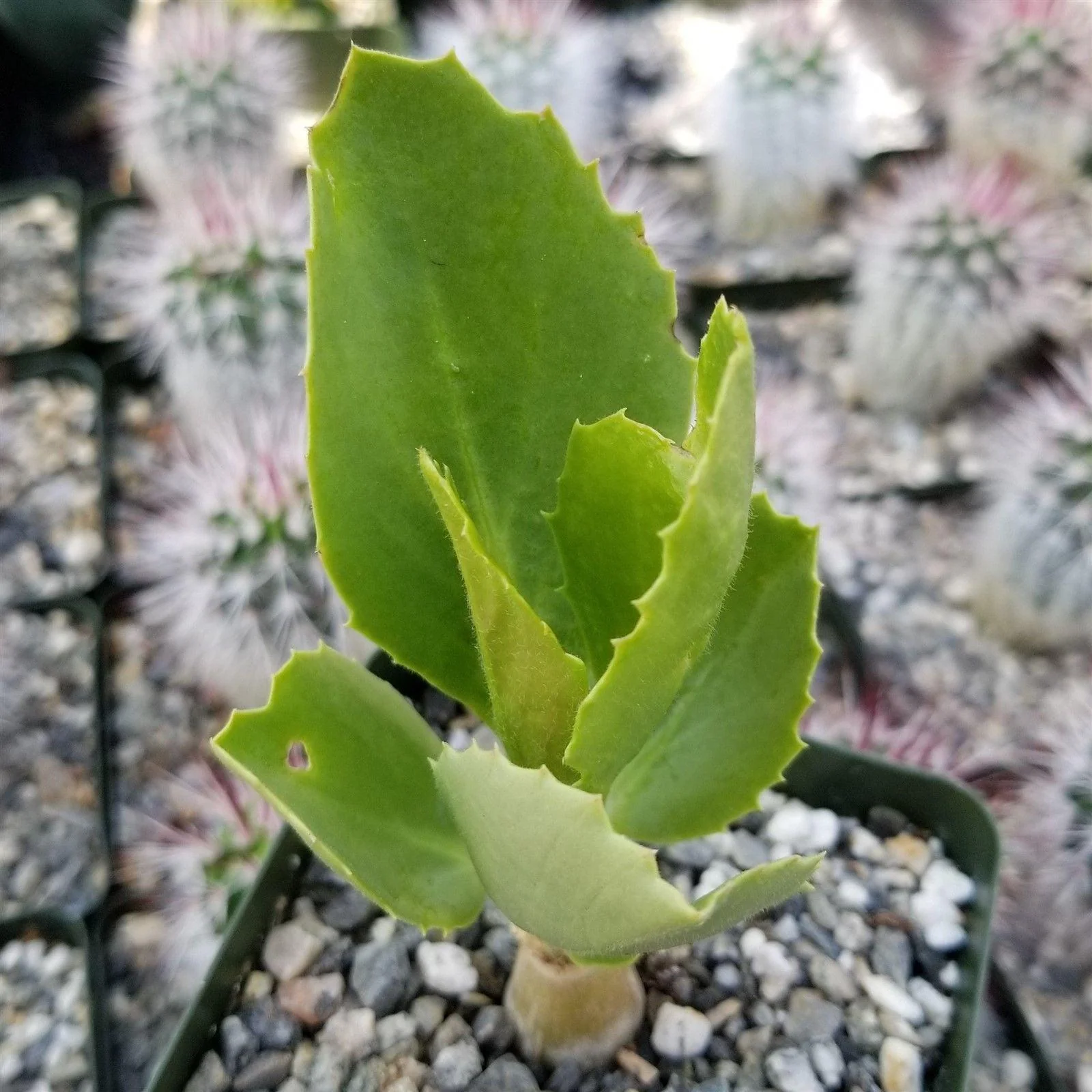 Cyphostemma cirrhosum