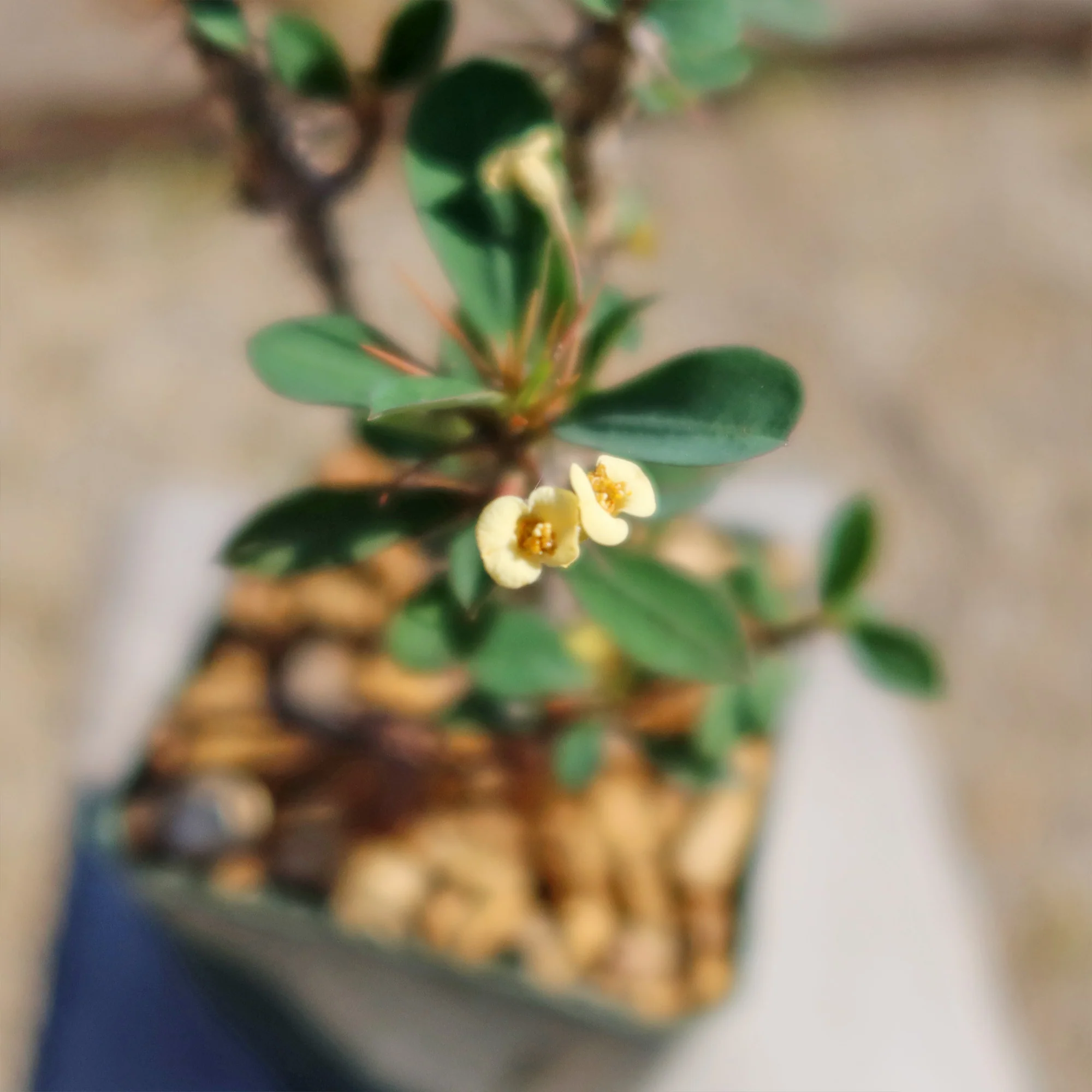 Euphorbia milii Yellow �C Crown of Thorns