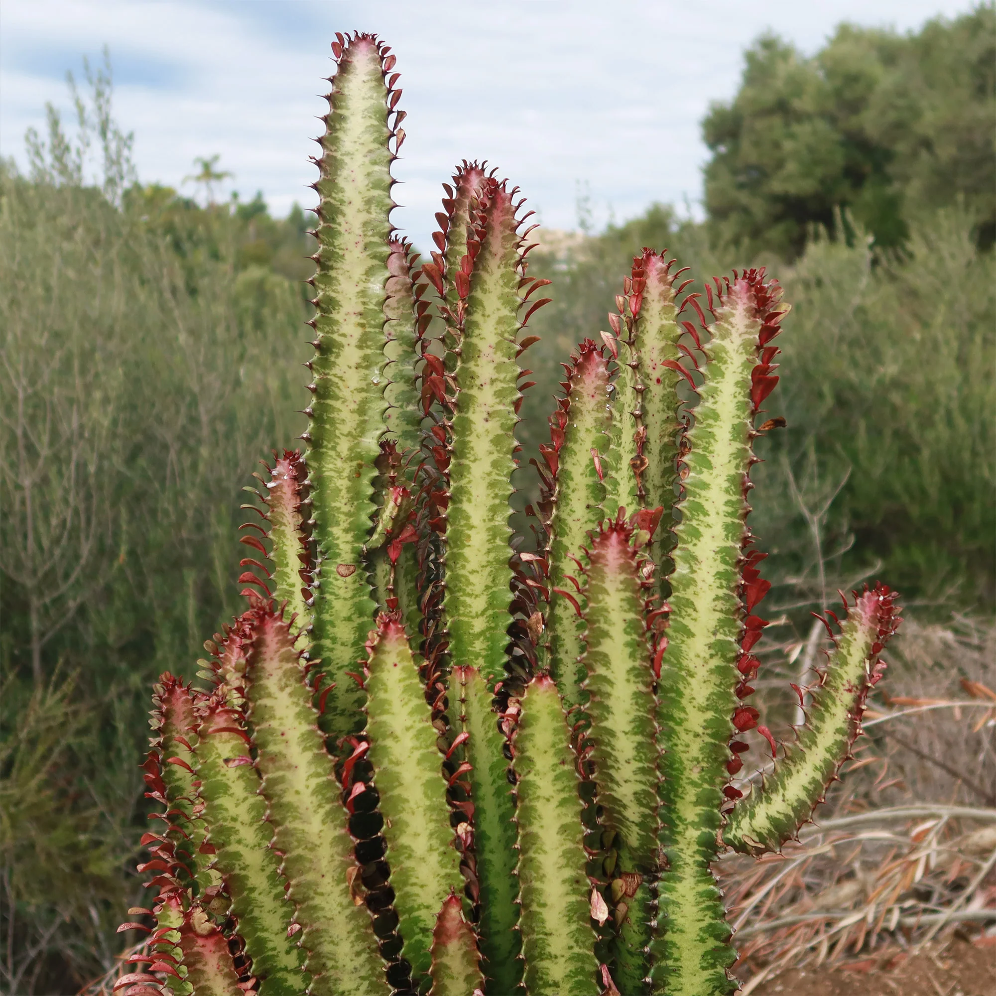 African Milk Tree - Euphorbia trigona 'Rubra'