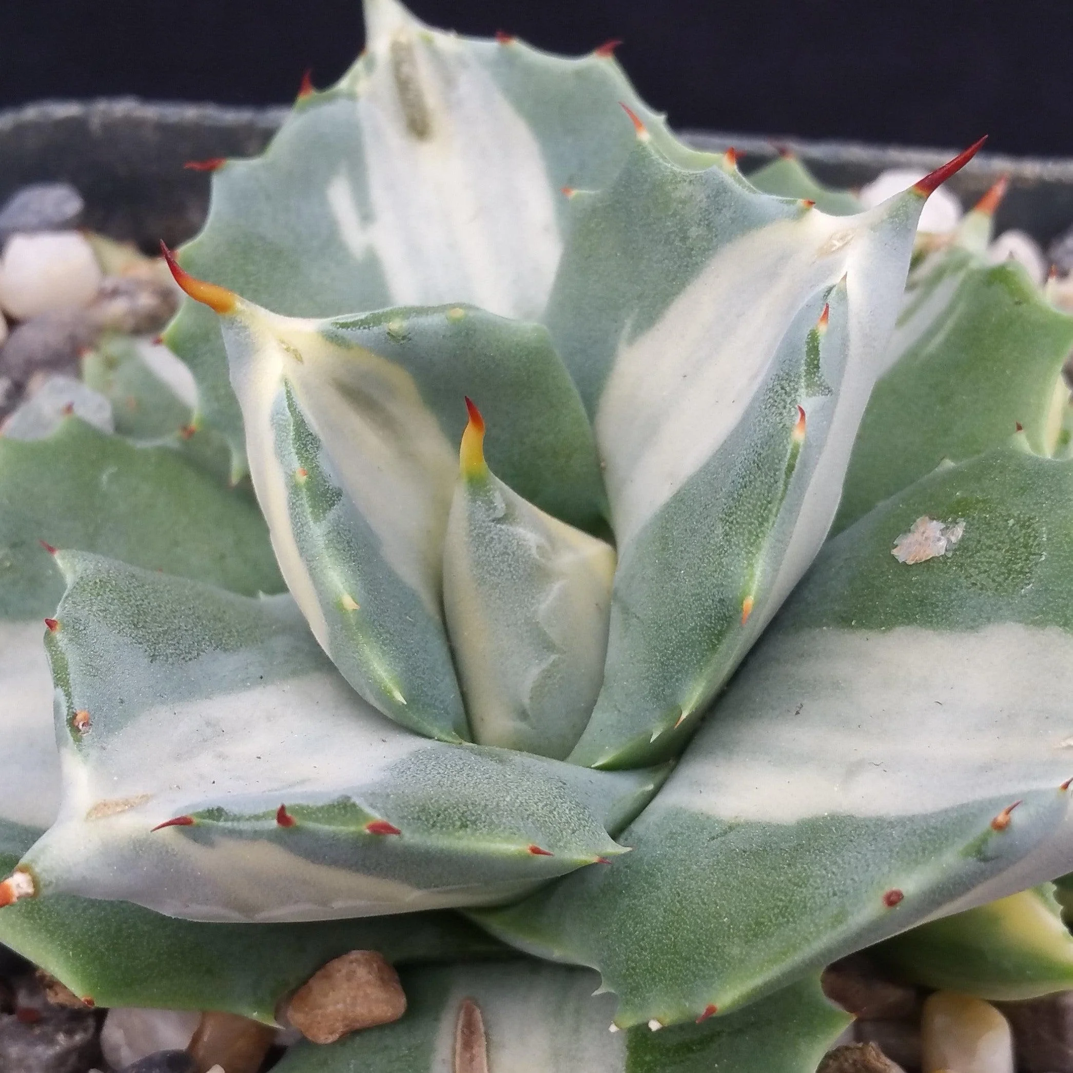 Variegated Dwarf Butterfly Agave - Agave isthmensis 'Ohi Raijin Shiro Nakafu'