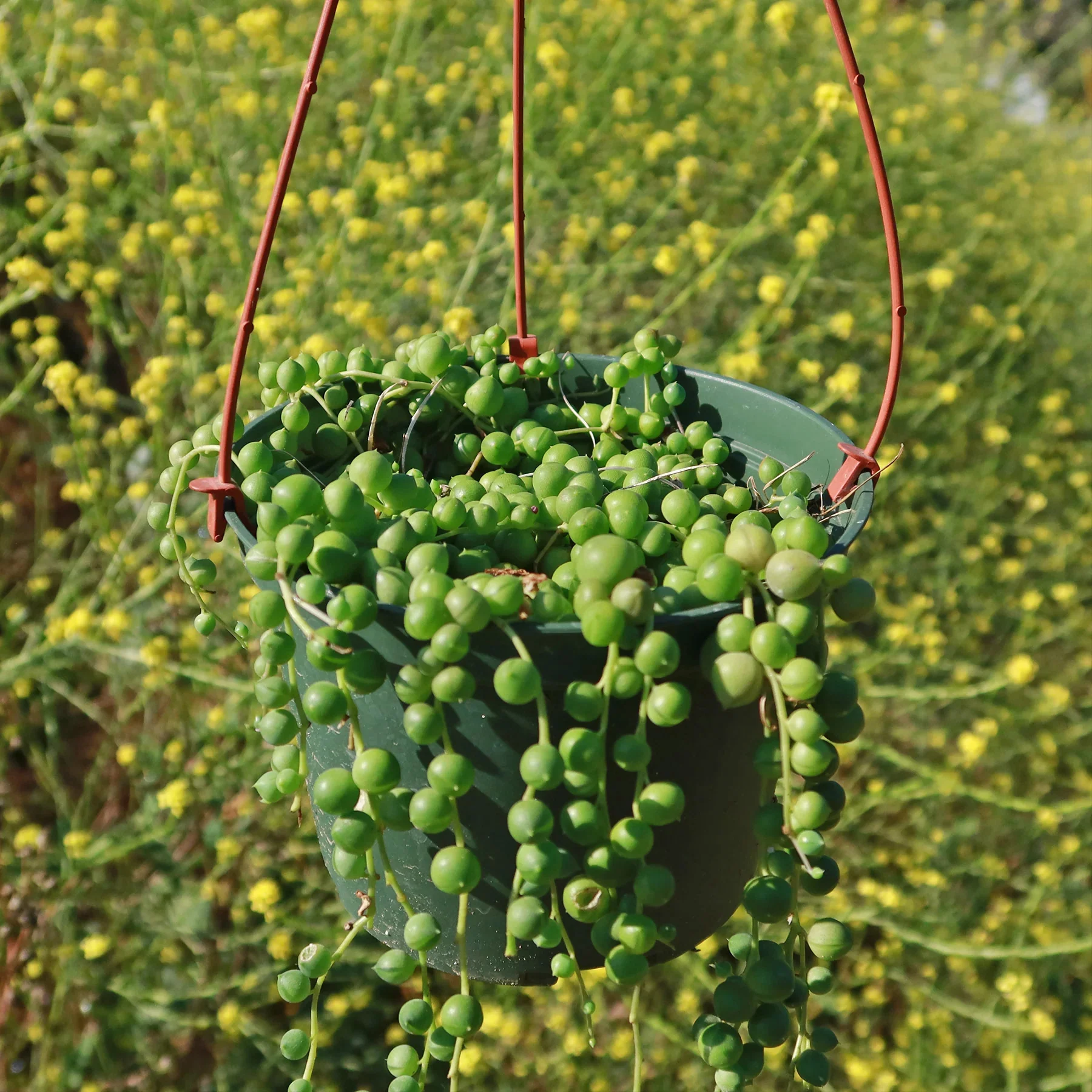 String of Pearls 'Senecio rowleyanus'